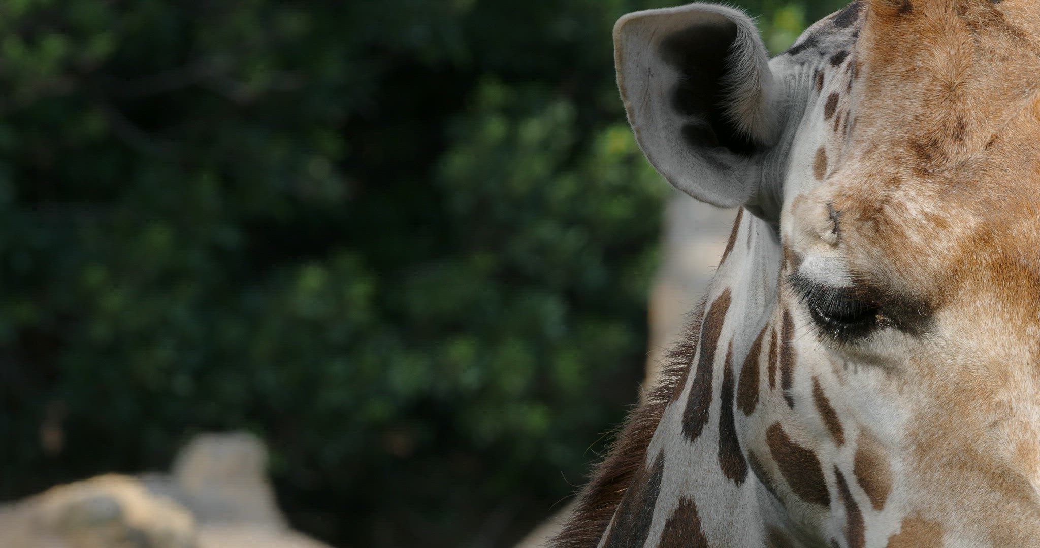 Giraffe head, animal chewing and moving ears