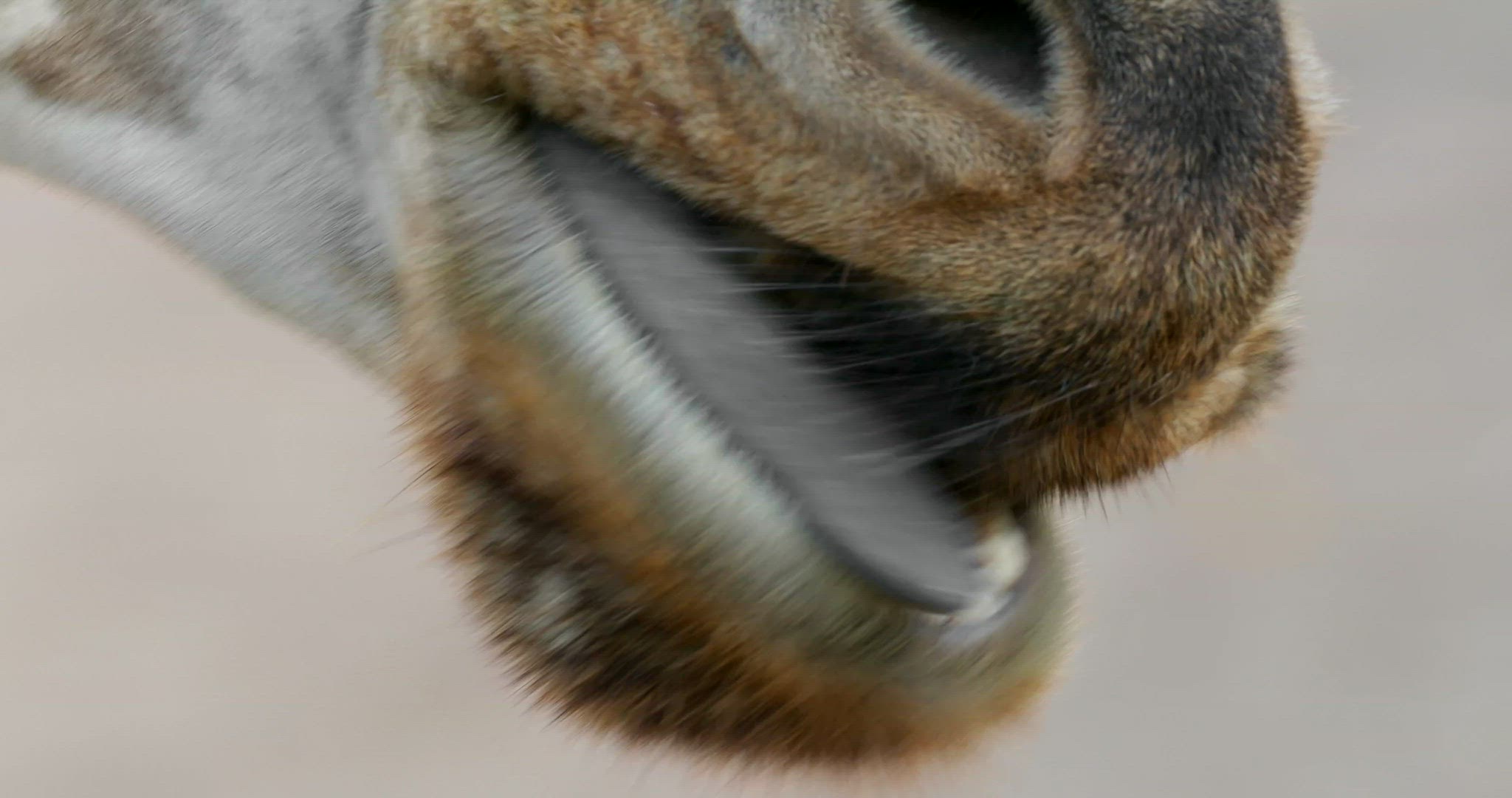 Giraffe chewing, close-up of mouth with long tongue