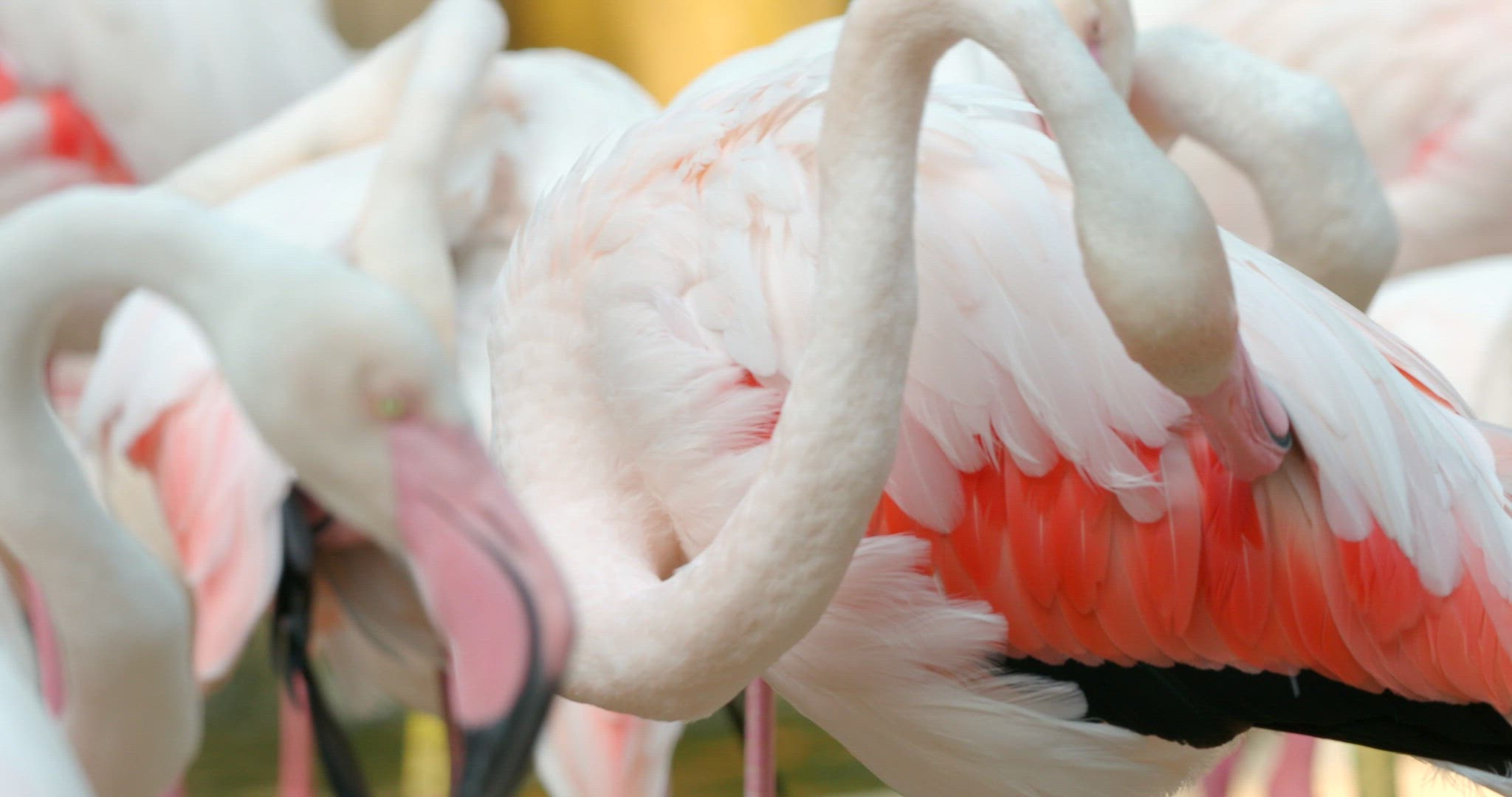 Flamingo cleaning the feathers on the back