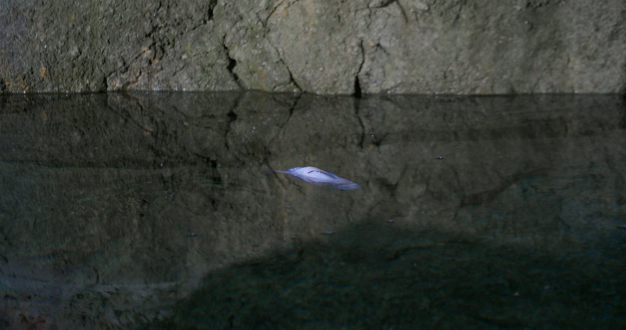 Fish in belly-up position struggling to swim