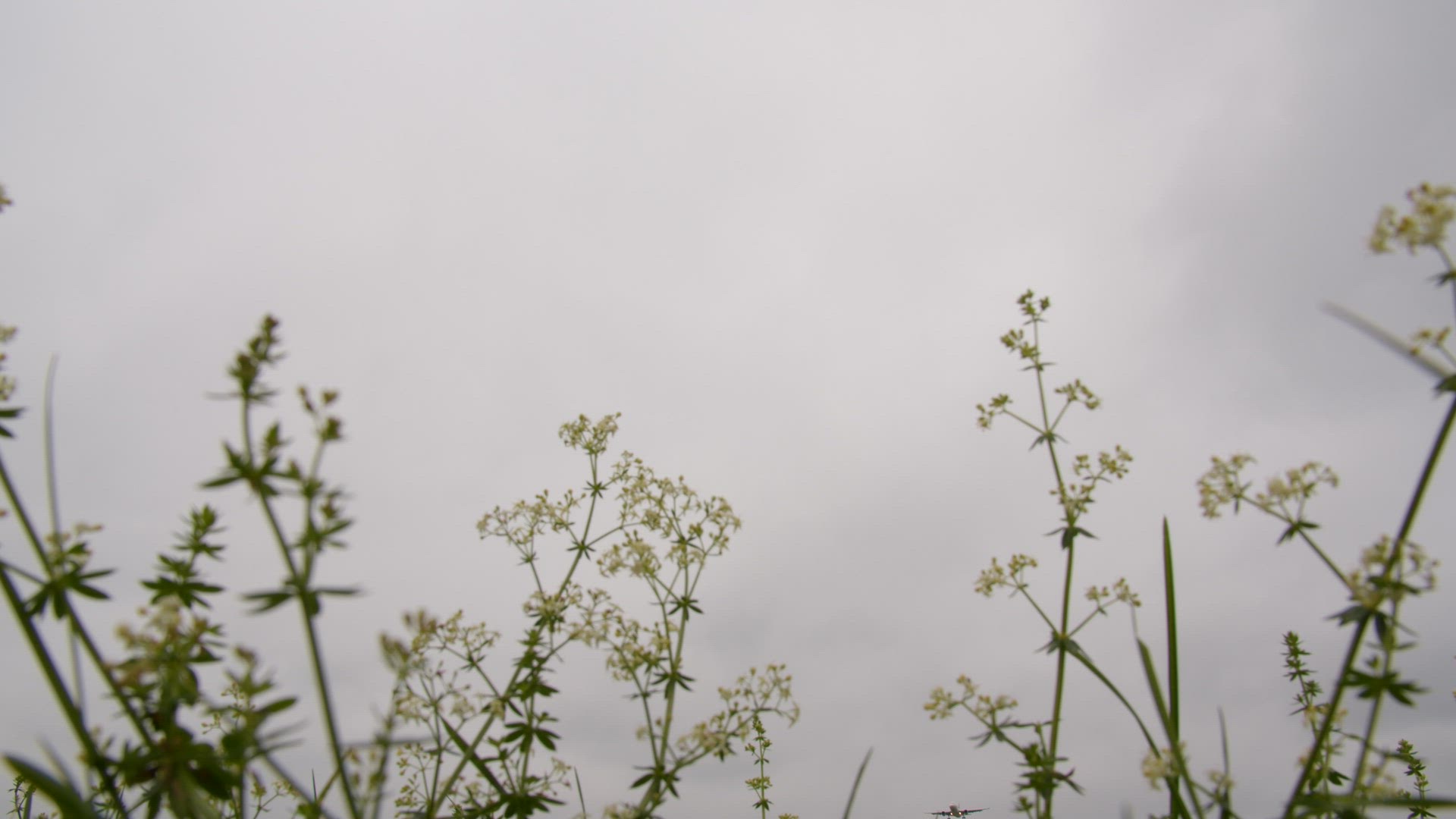 Passenger airplane is landing flying over the flowers