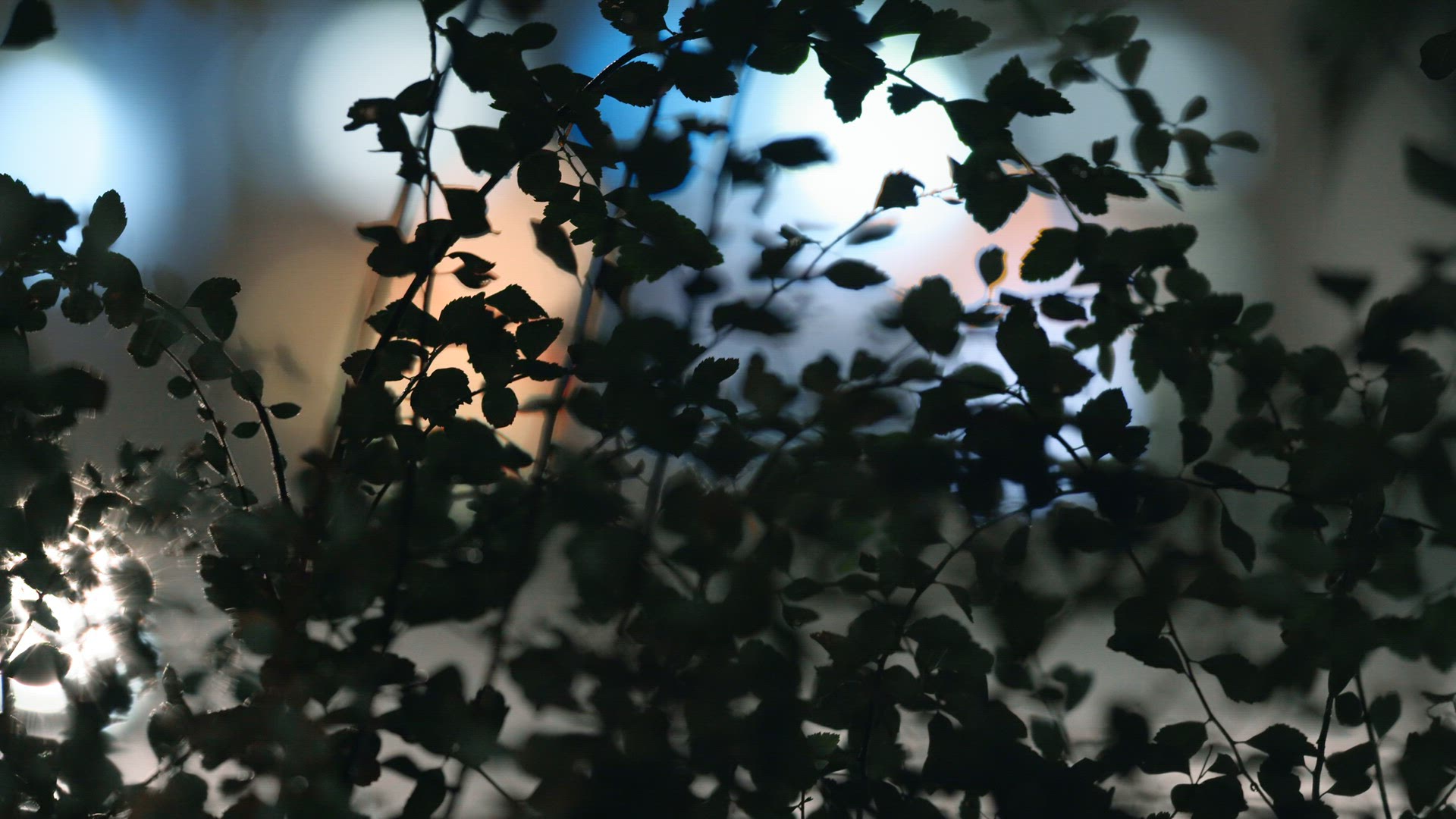 Light from the headlights through the foliage
