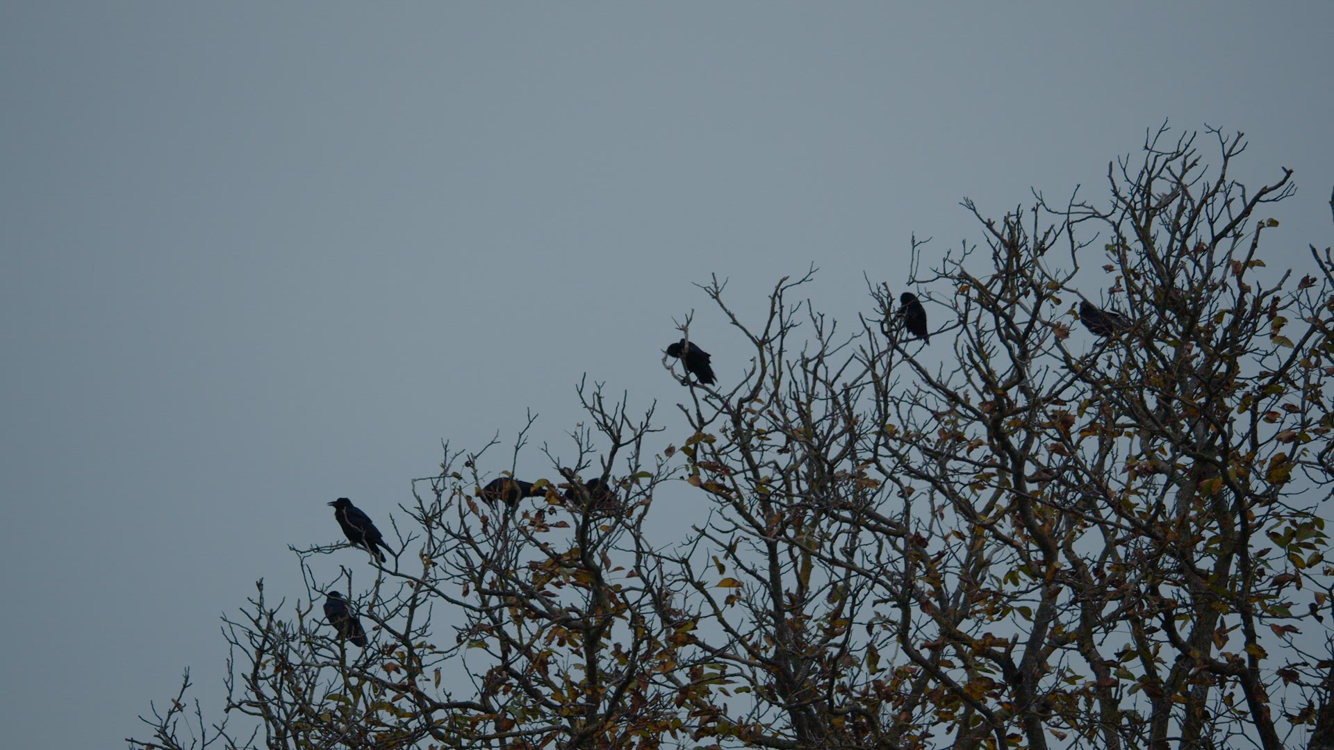 Slow motion - a flock of ravens on a tree