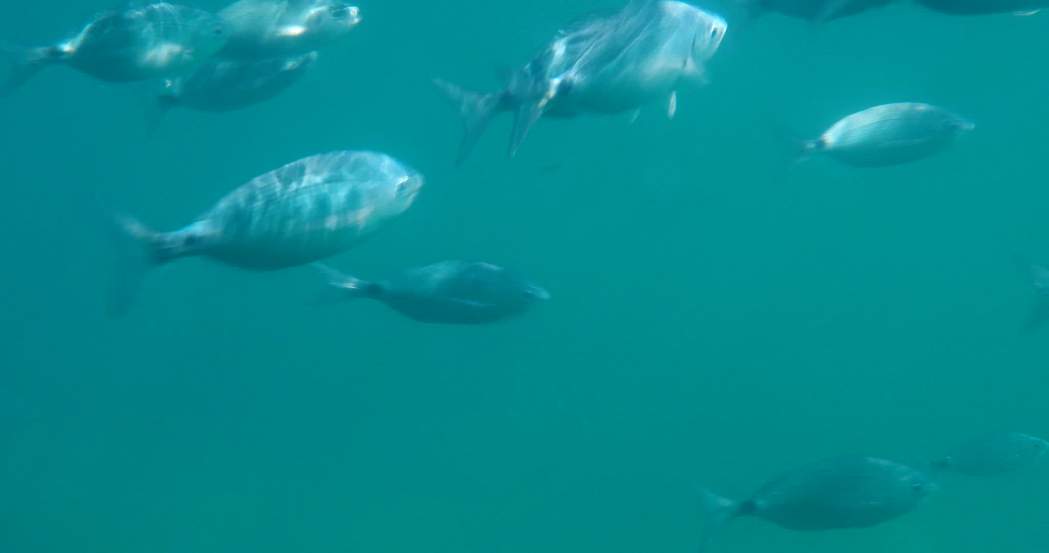 Fish in the sea