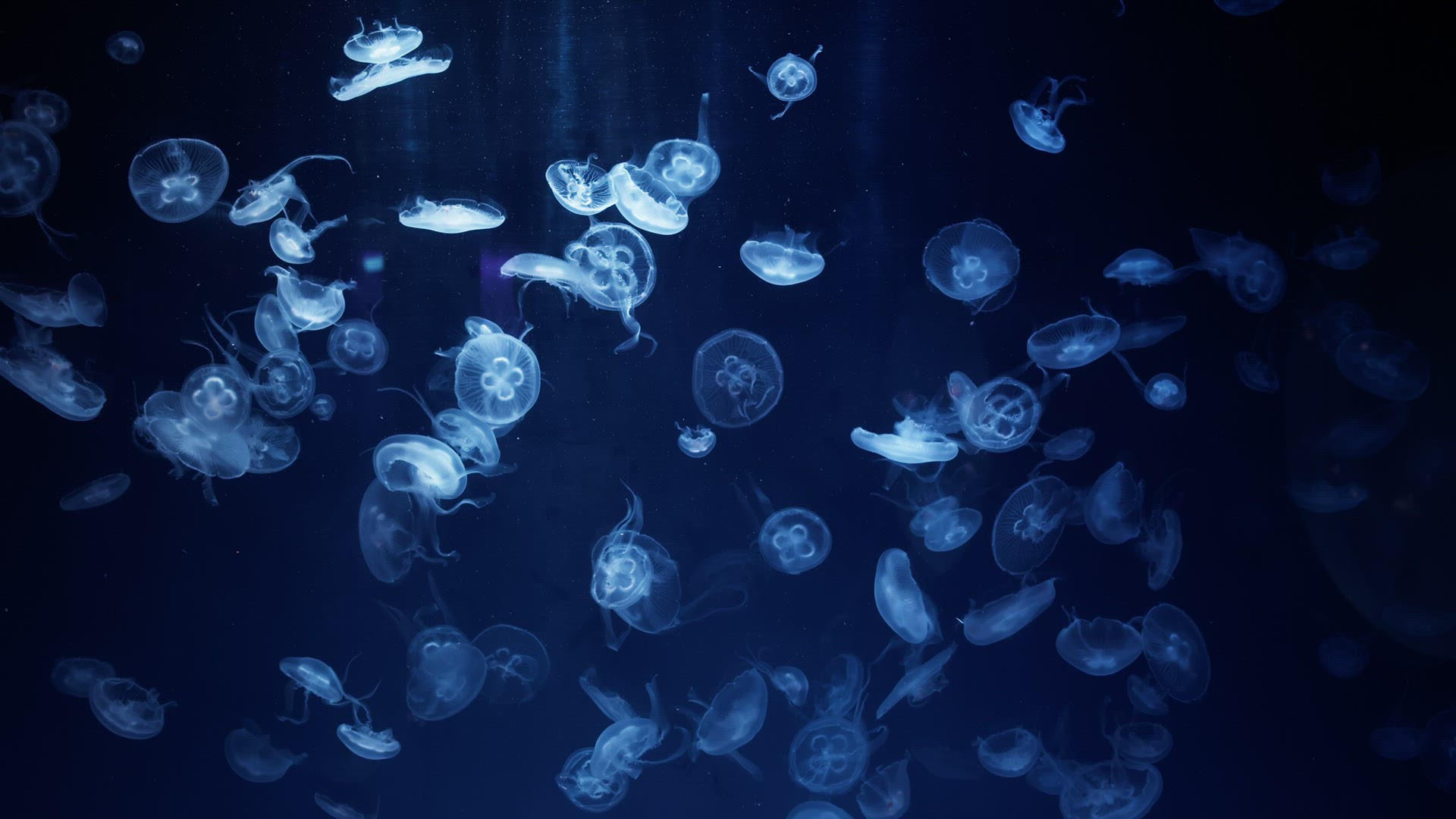 Common jellyfish in slow motion