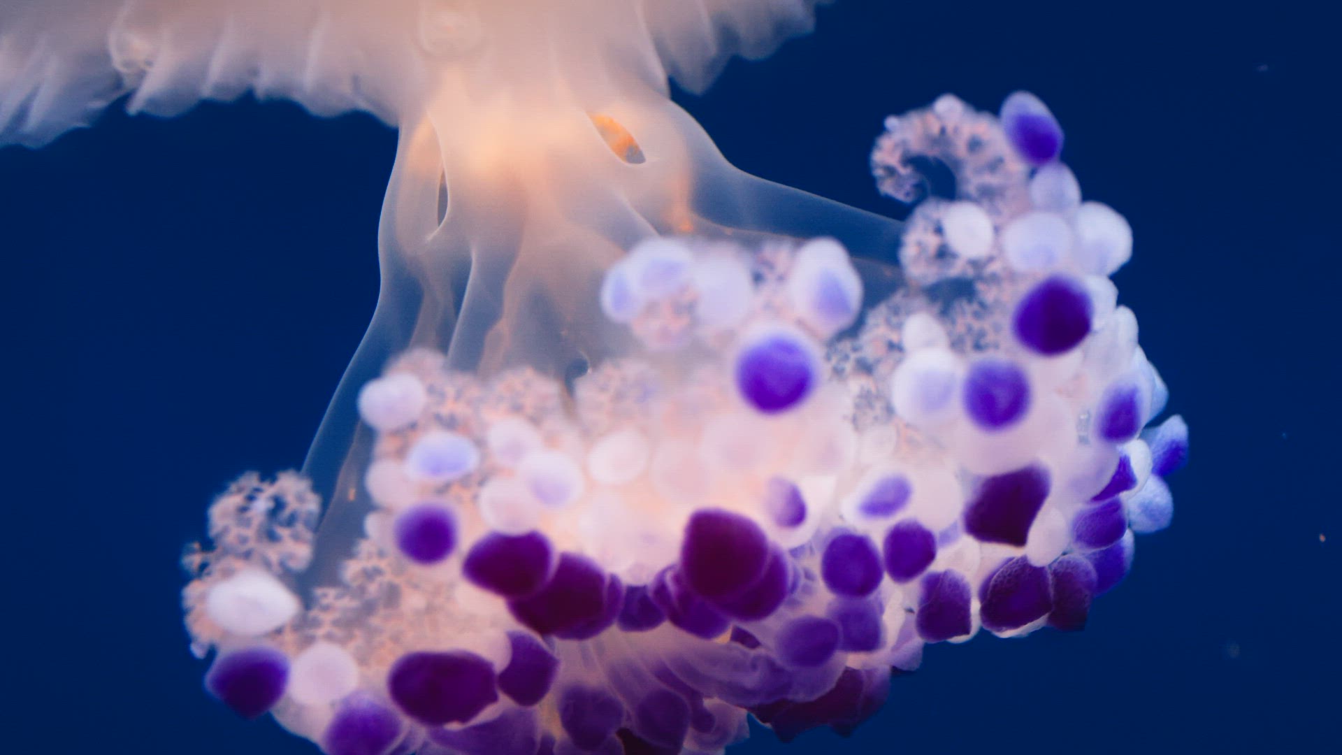 Macro shot of Fried egg jellyfish