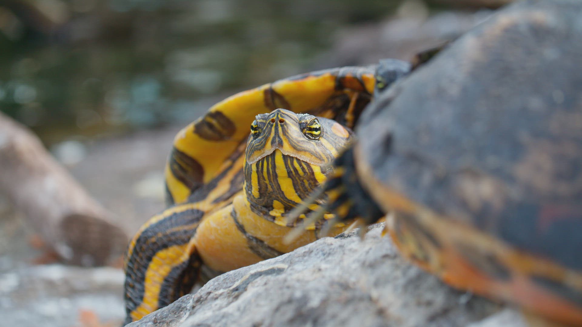 Mediterranean tortoise blinking and stretching its neck