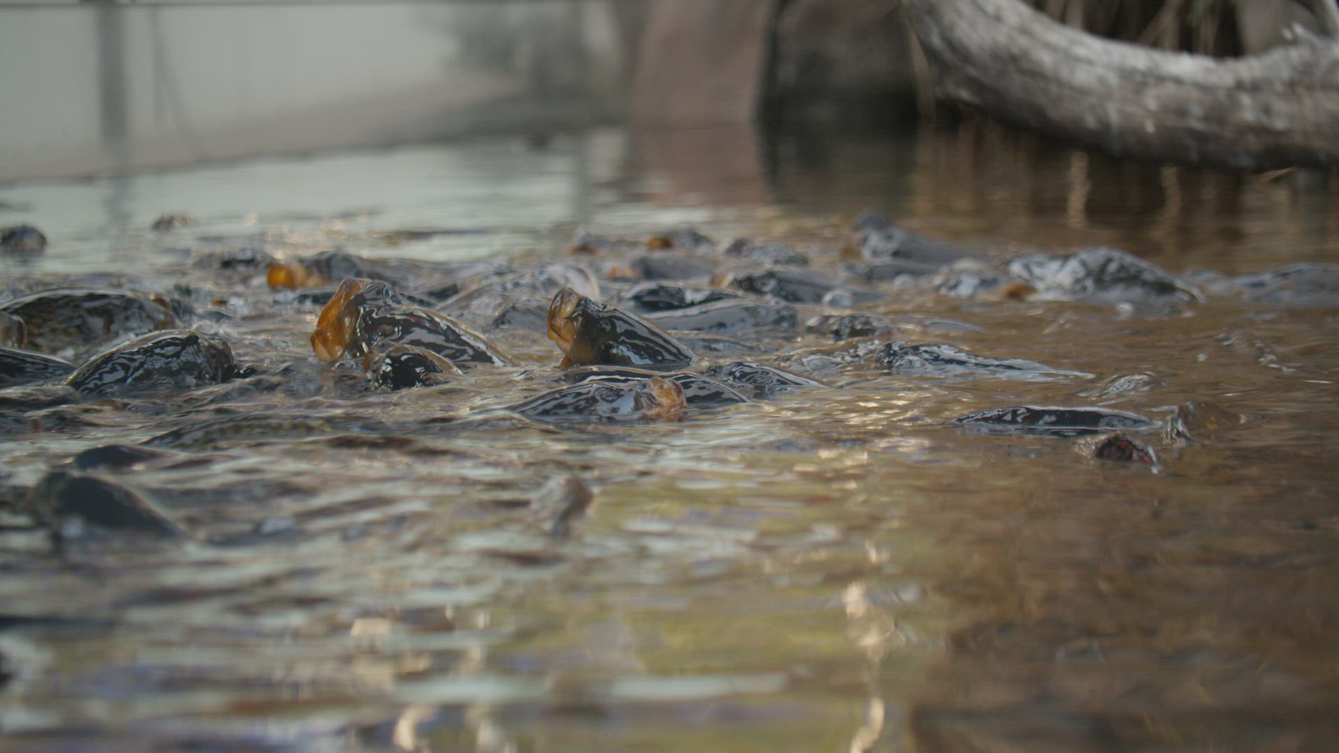 Carp fish with open mouths at water surface