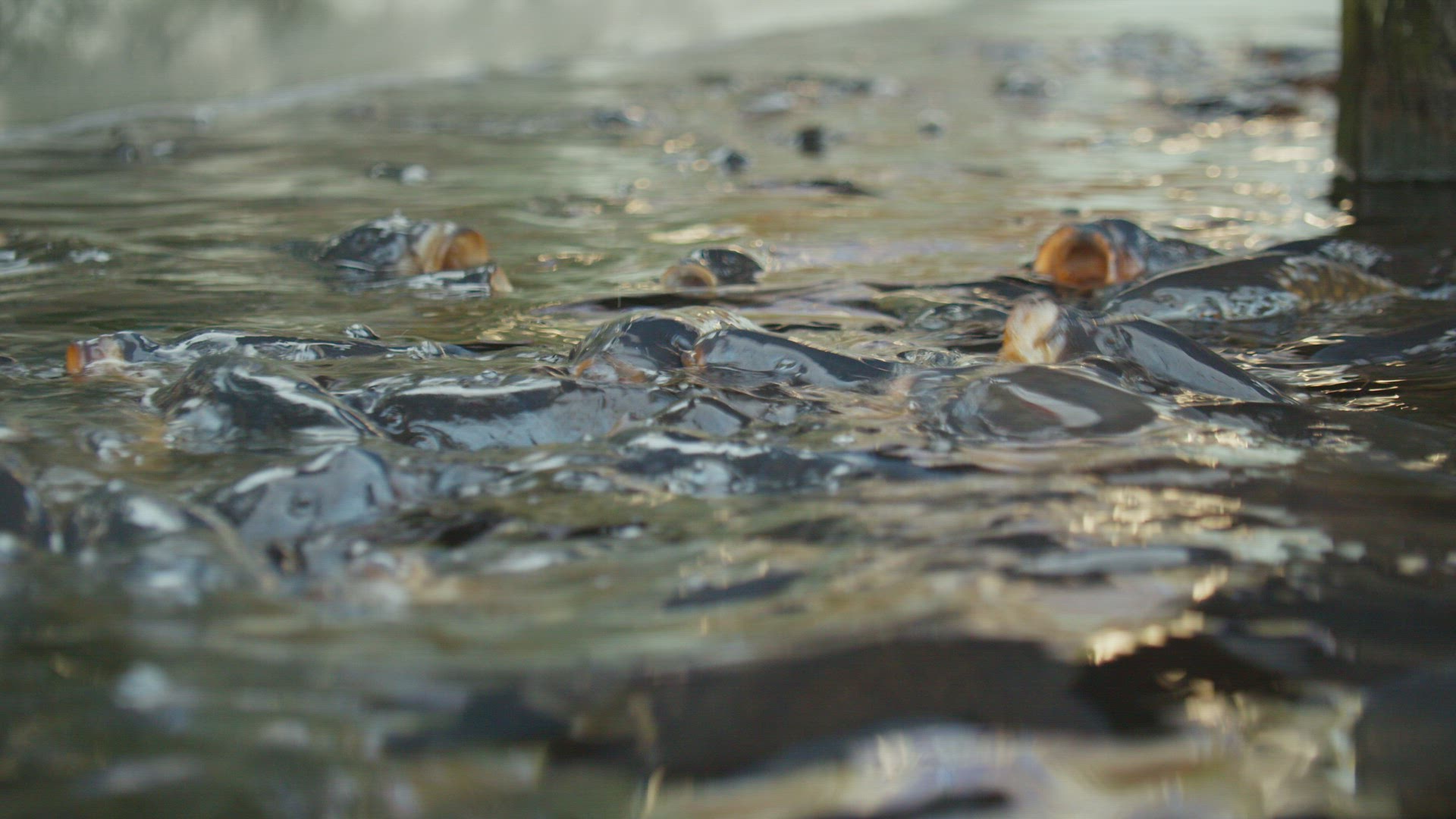 Slow motion carp fish with open mouths