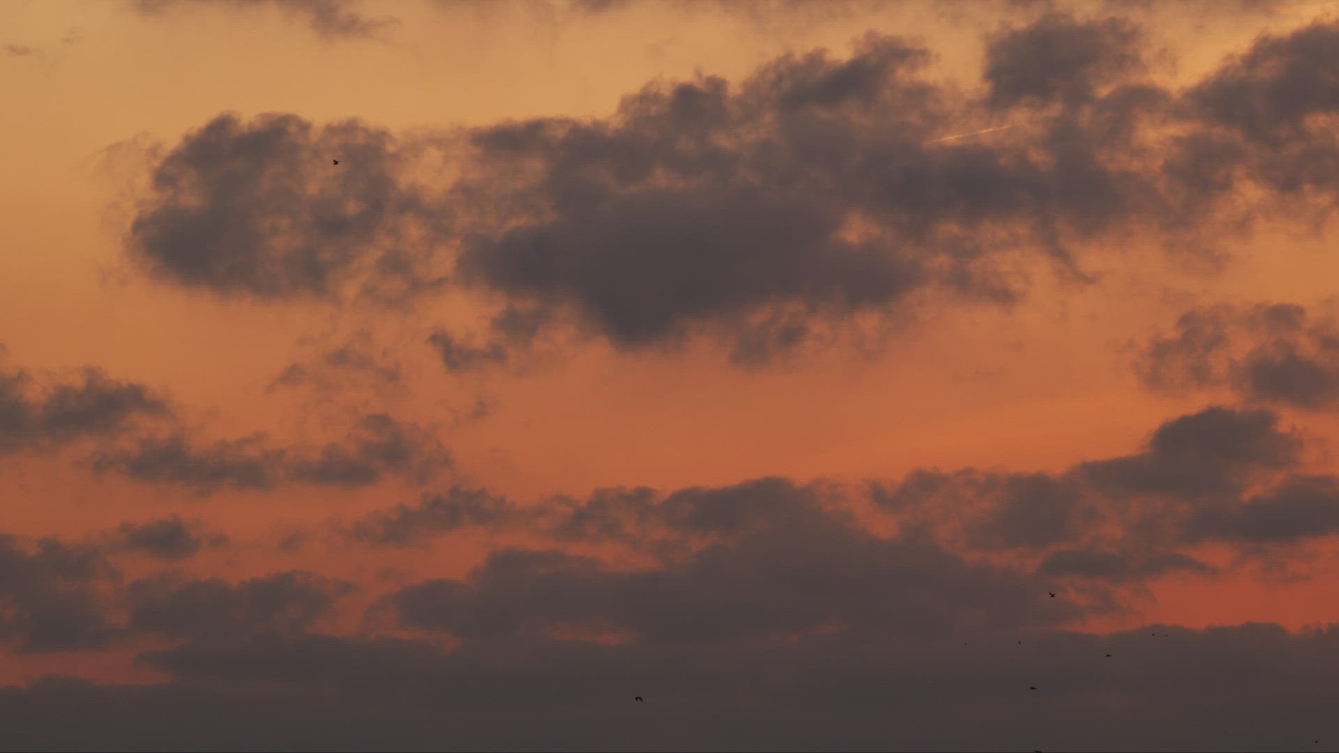 Sunset sky with seagulls