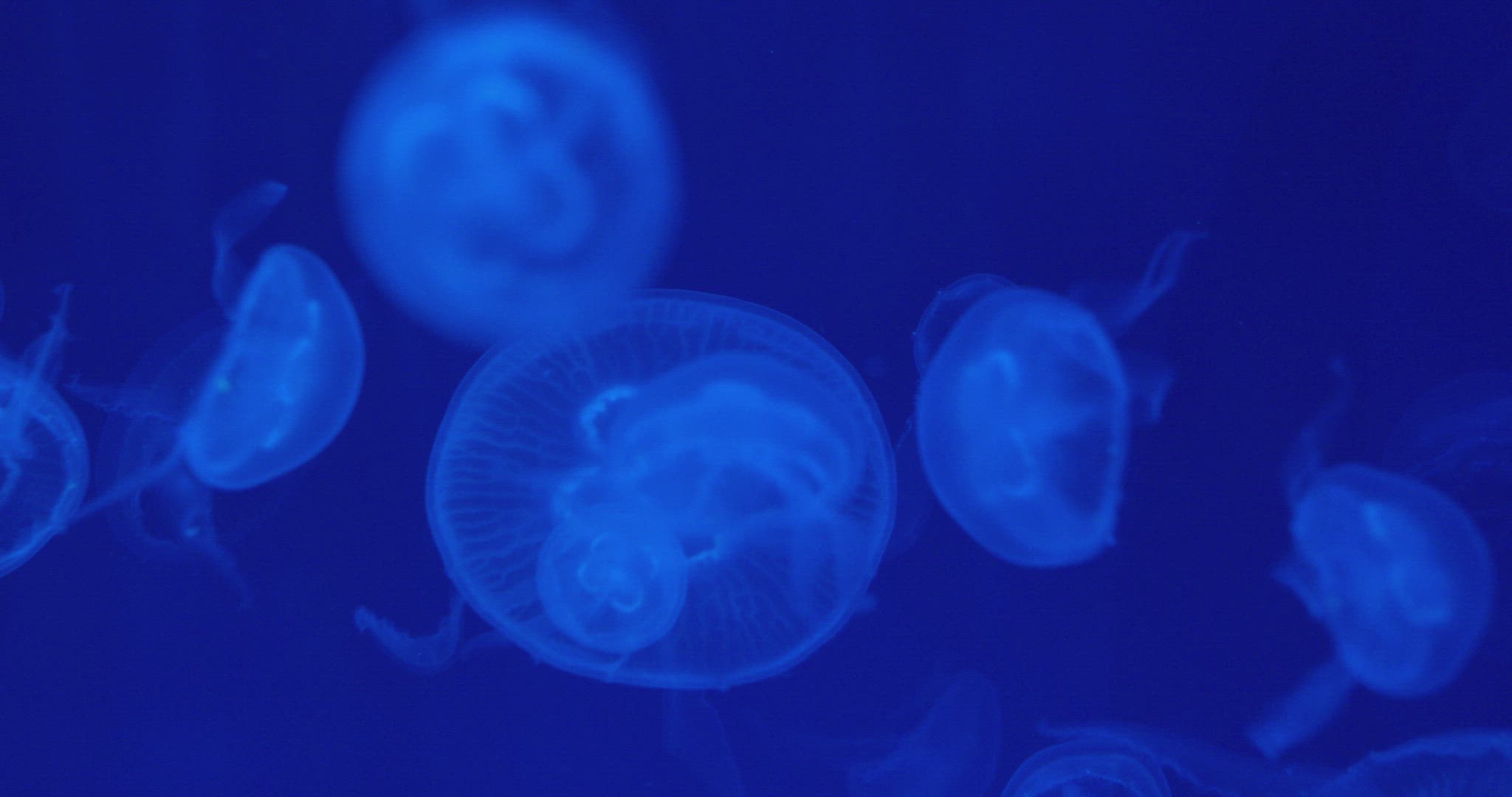Moon jellyfish close-up