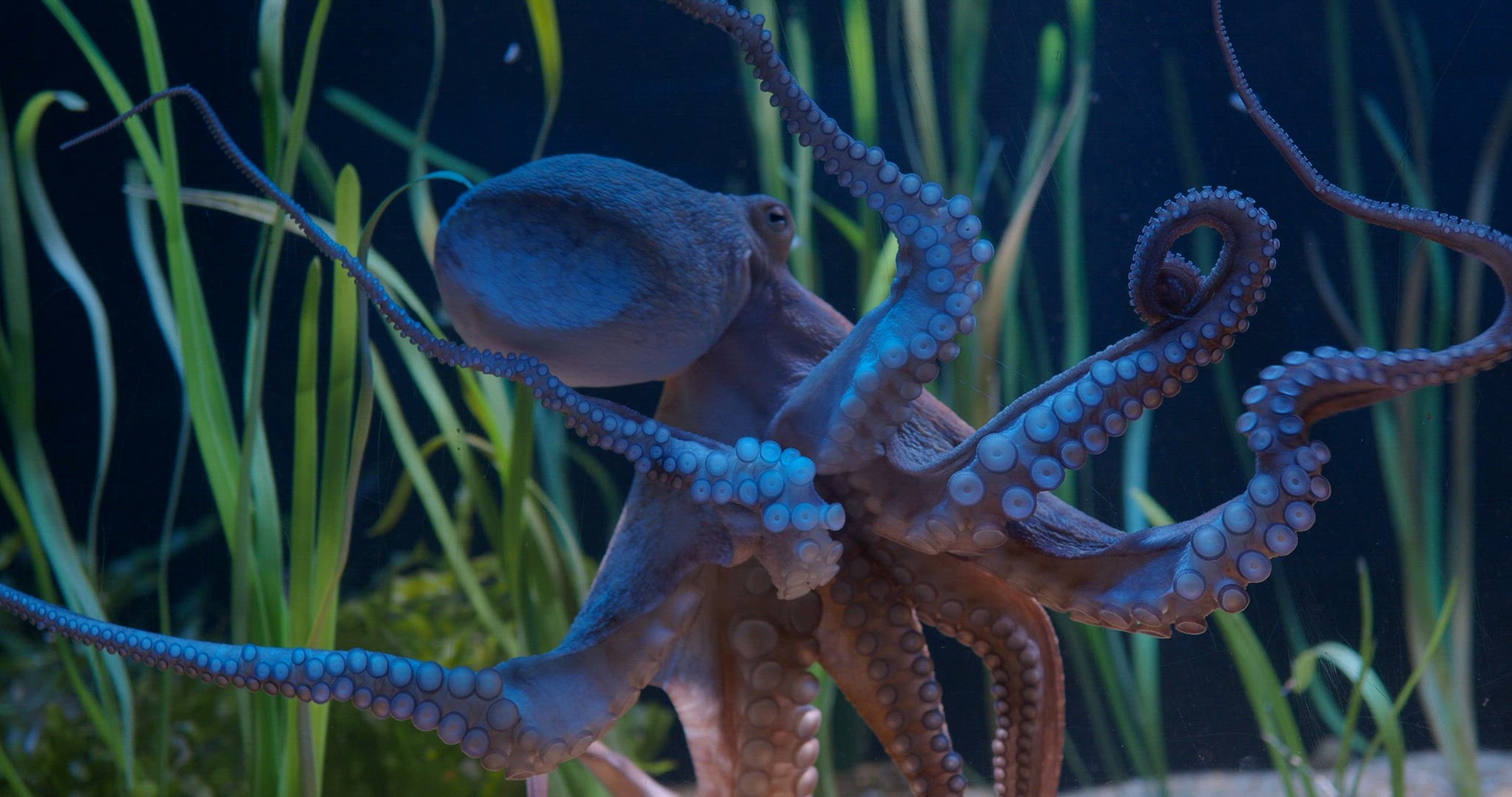 Octopus Movement in Aquarium