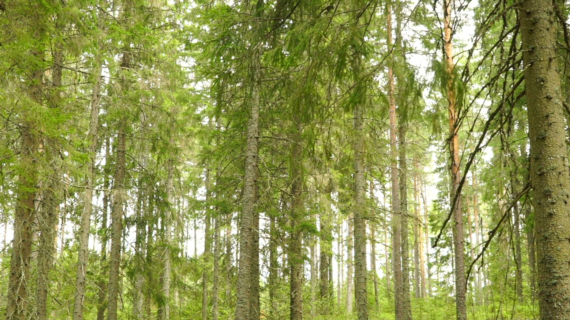 pov walking through swedish forest - fir forest - fir trees