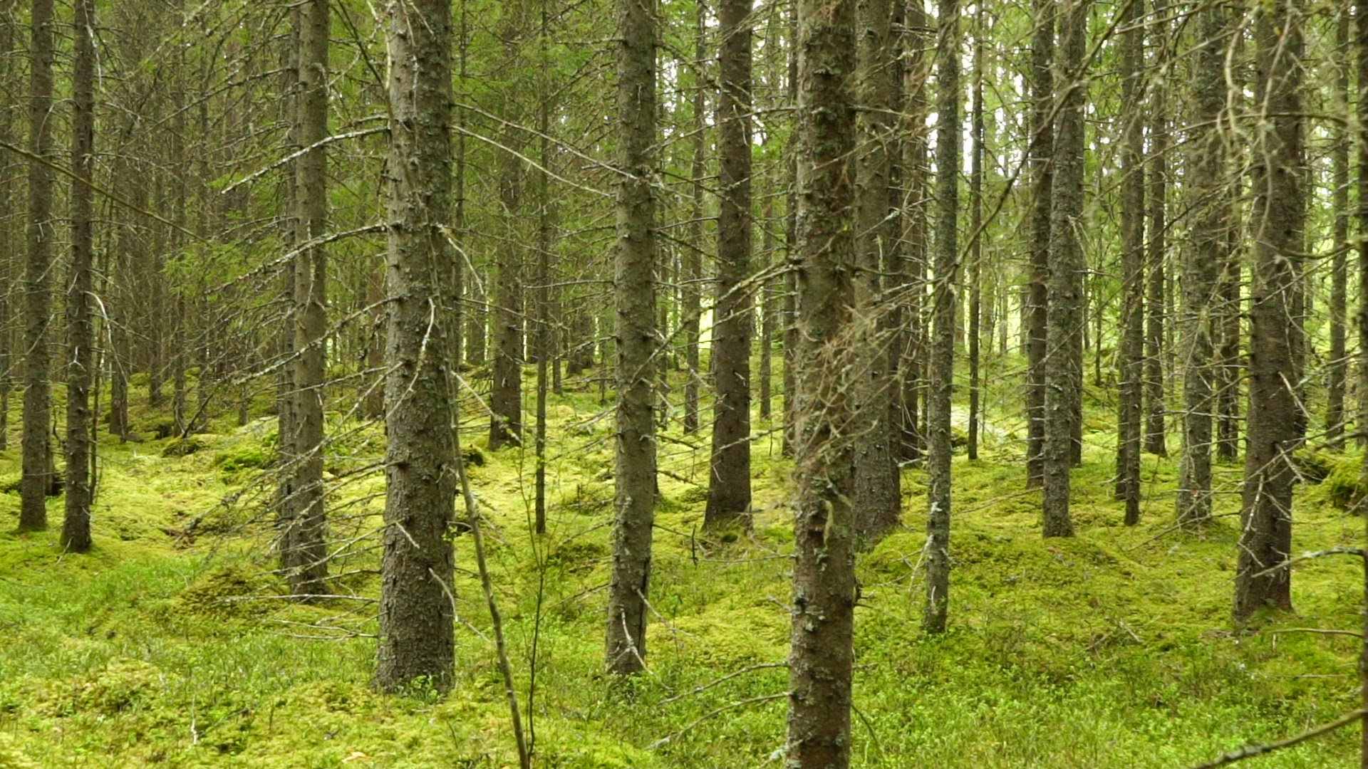 point of view walking through swedish forest - moving slowly - interior forest