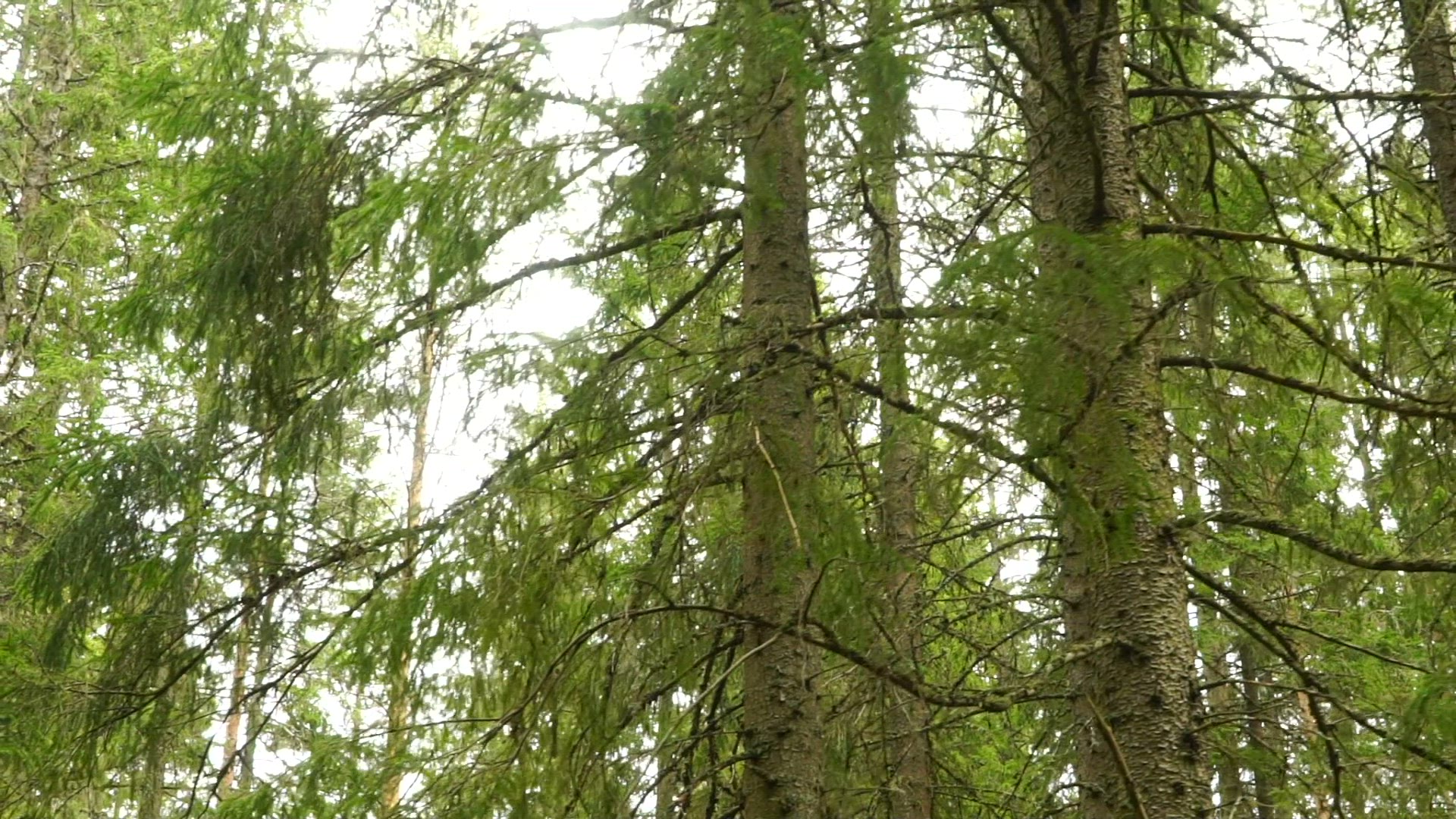 point of view - walkin through old forest in sweden - slow motion