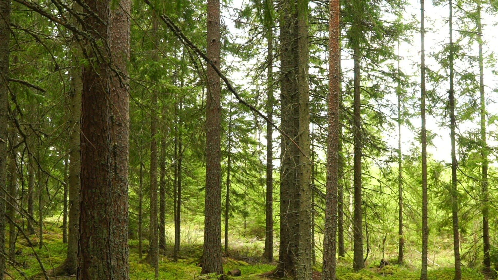 point of view walking through swedish forest - moving slowly - interior forest