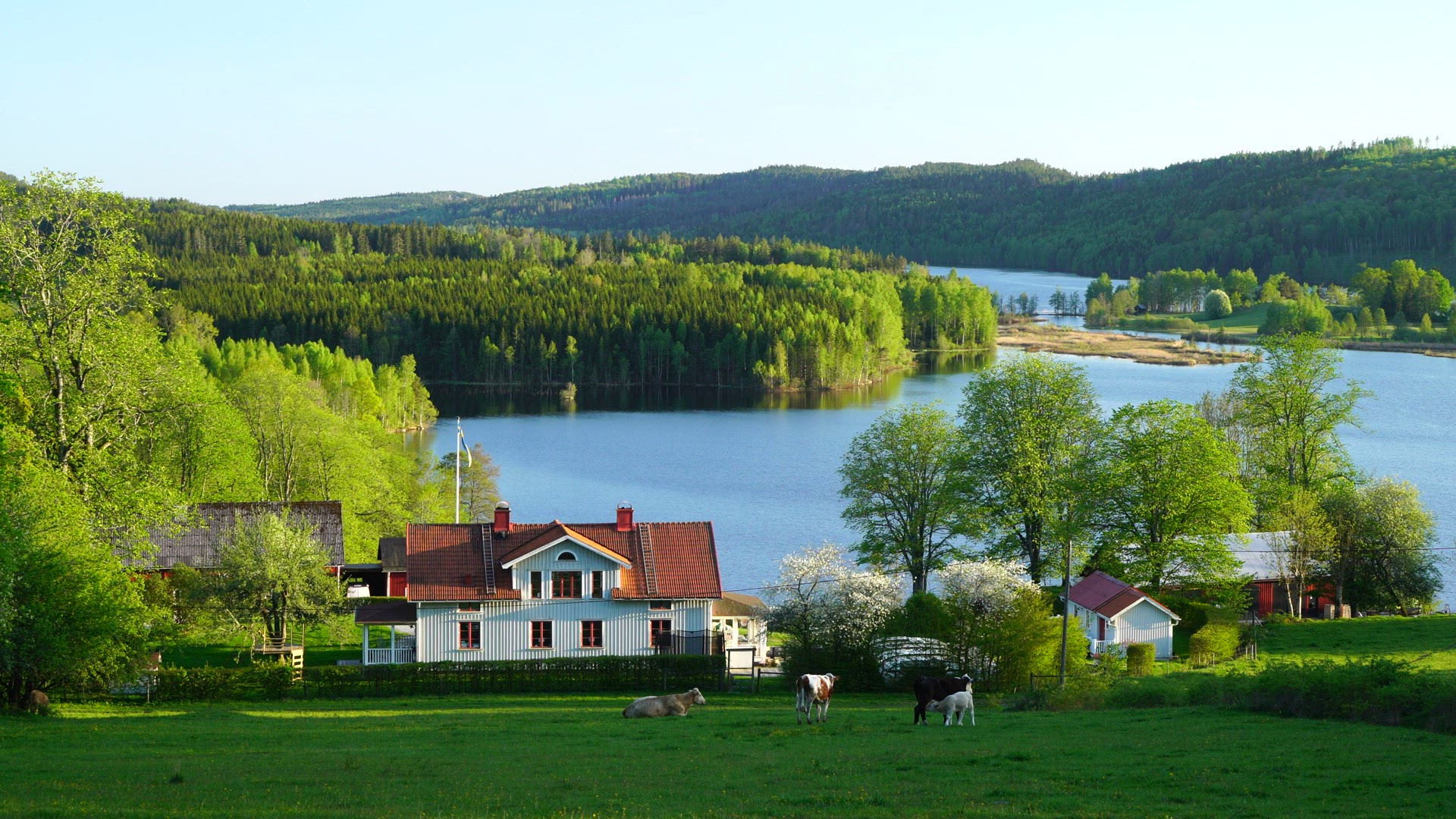 view over landscape with house lake and forests - homestead - farm - cows