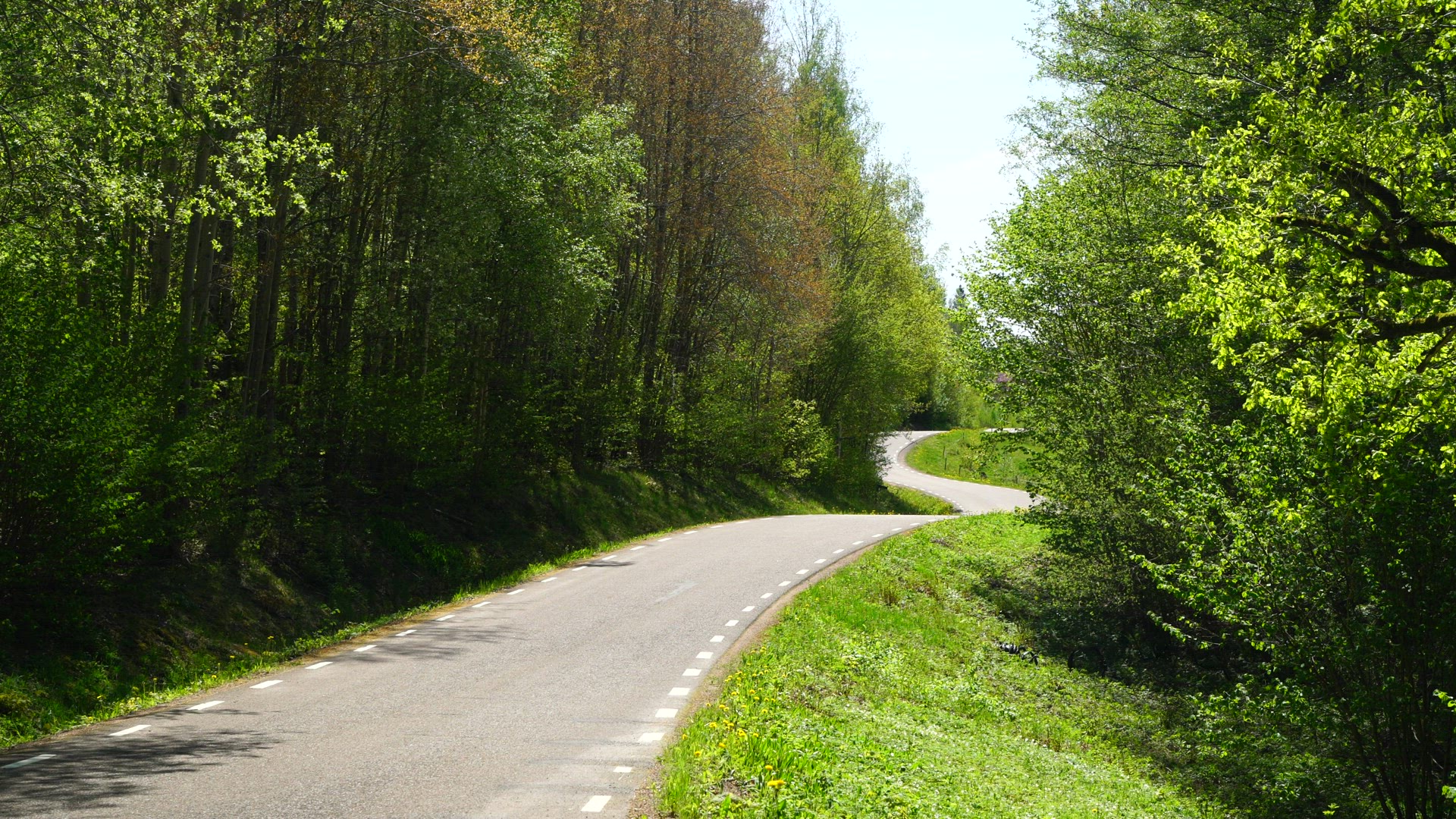 winding country road in springtime landscape - green spring colours in trees