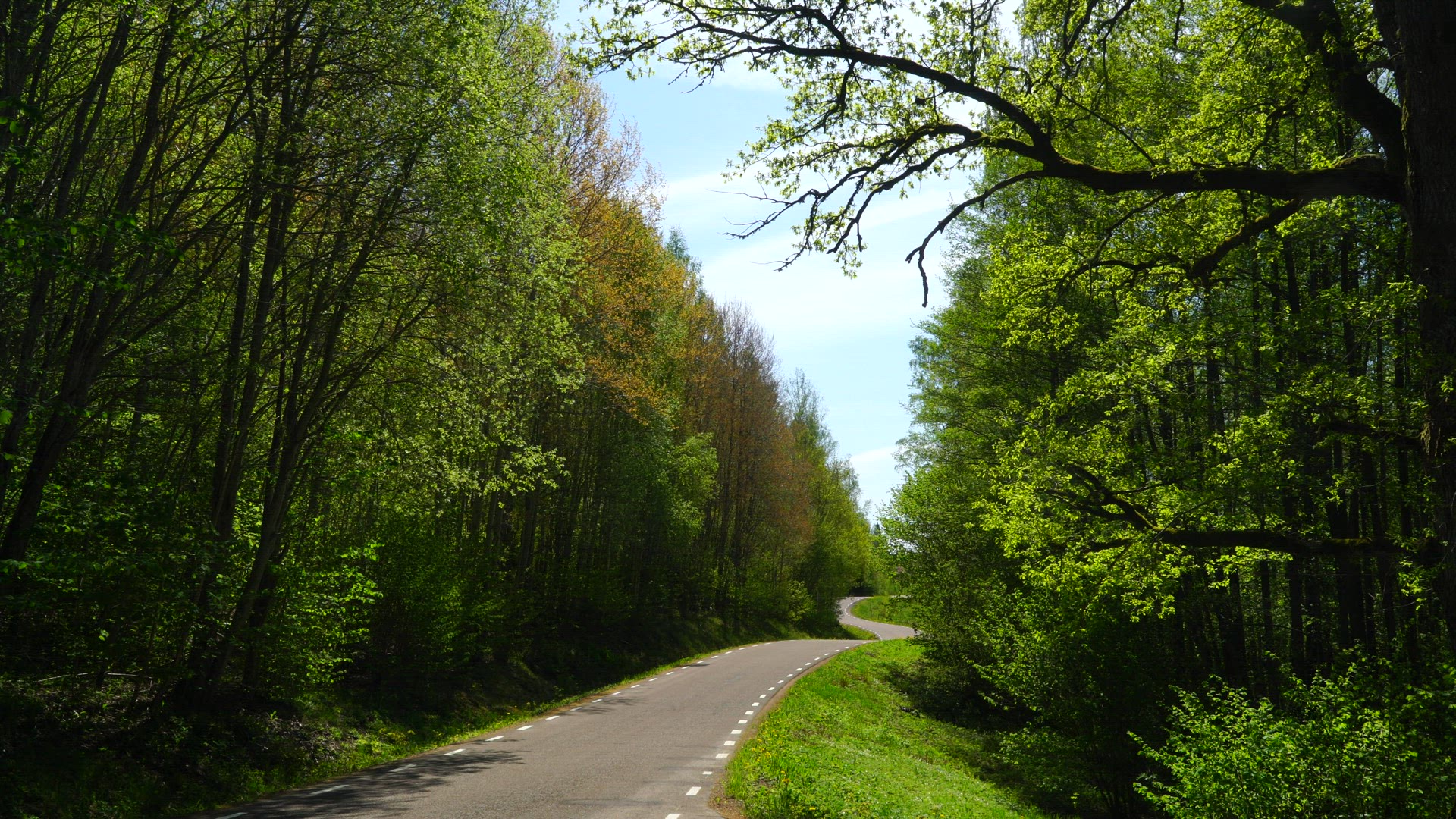 small country road in sweden - white car passing - springtime - green trees