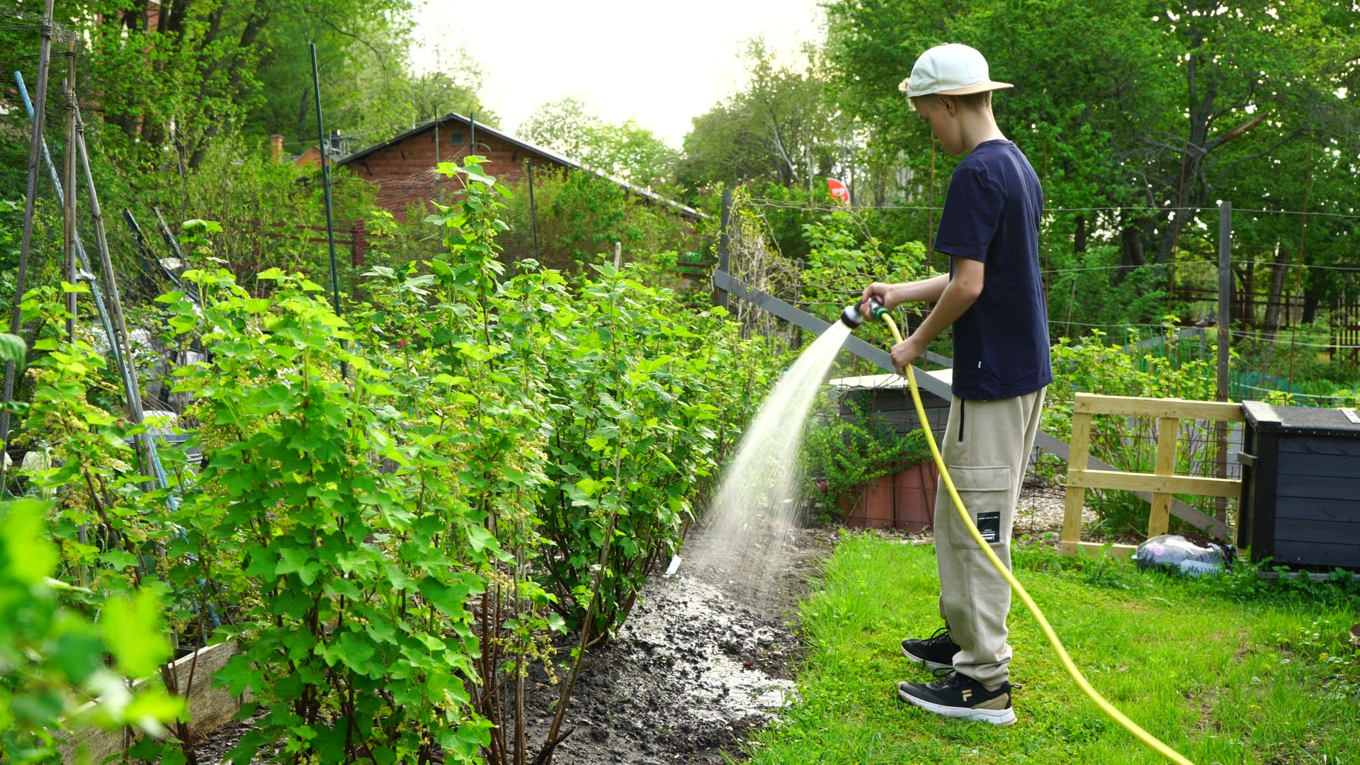young boy watering currant bushes - hose