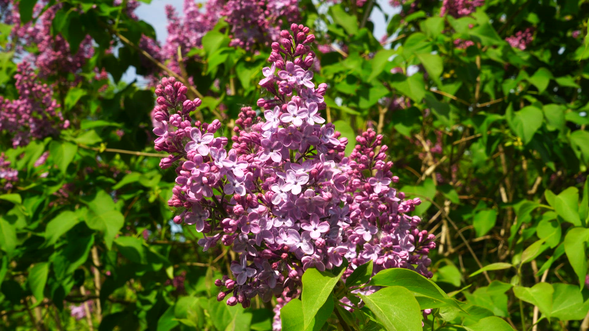 lilac flower in bloom - blossoms