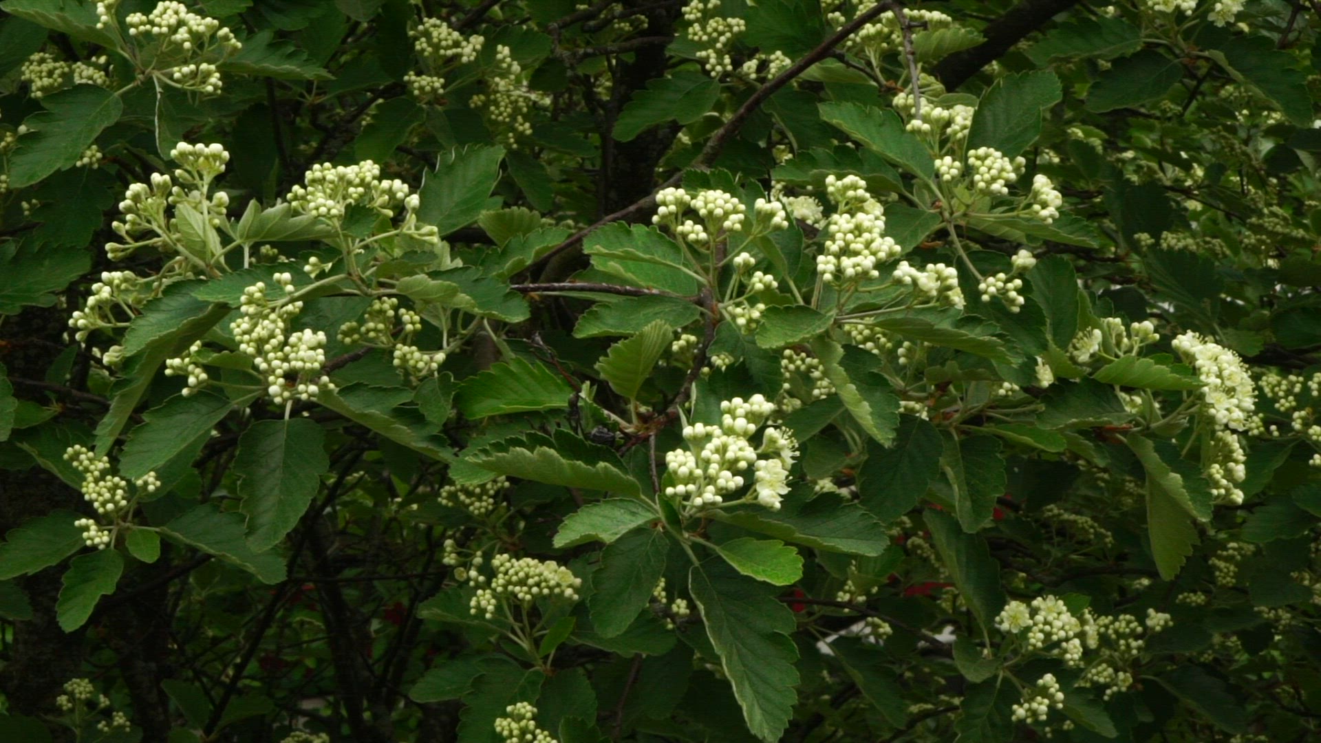 ox tree blooming - ox tree blossoming