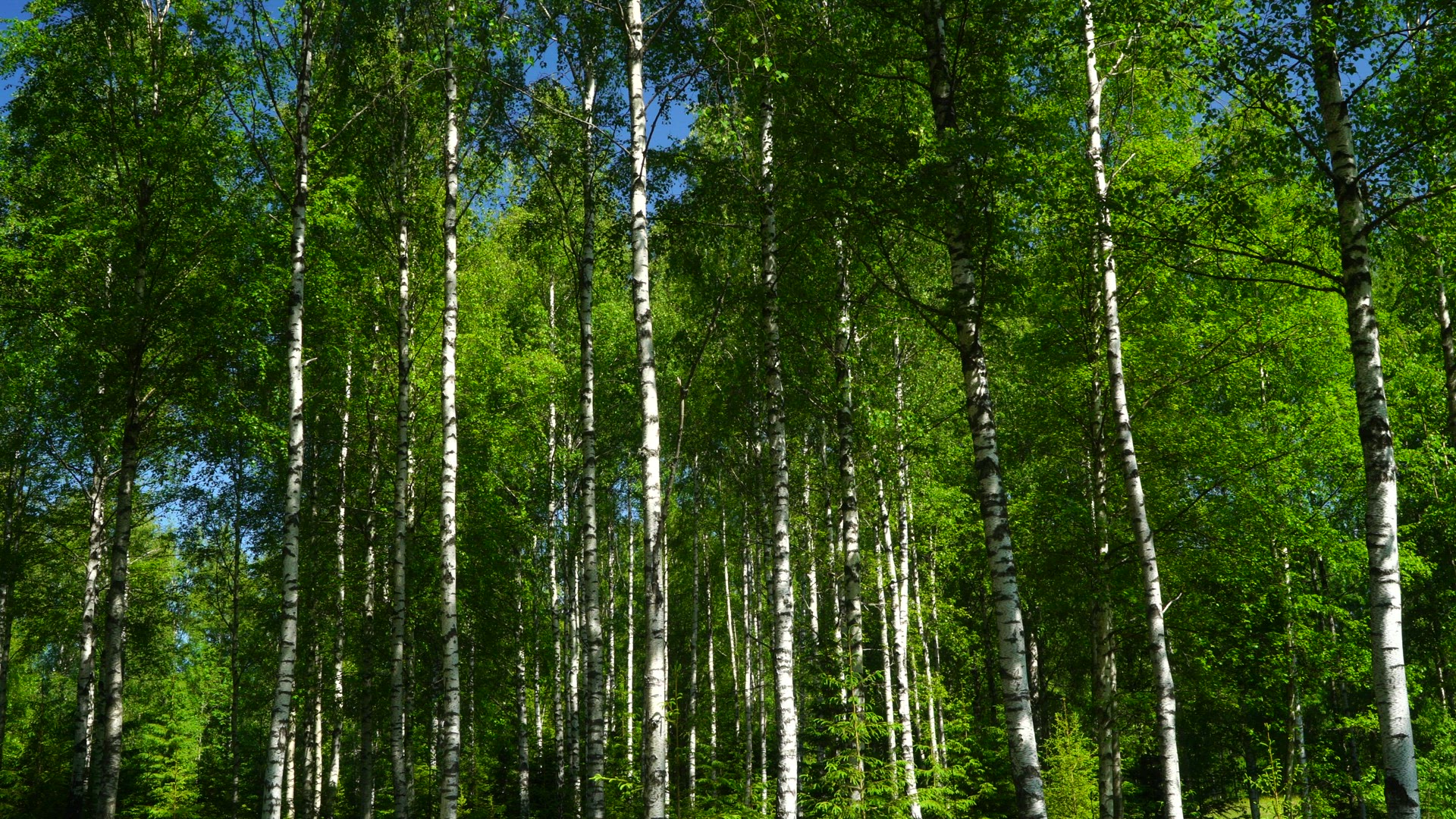 birch trees in green spring colours - green leaves in trees - forest
