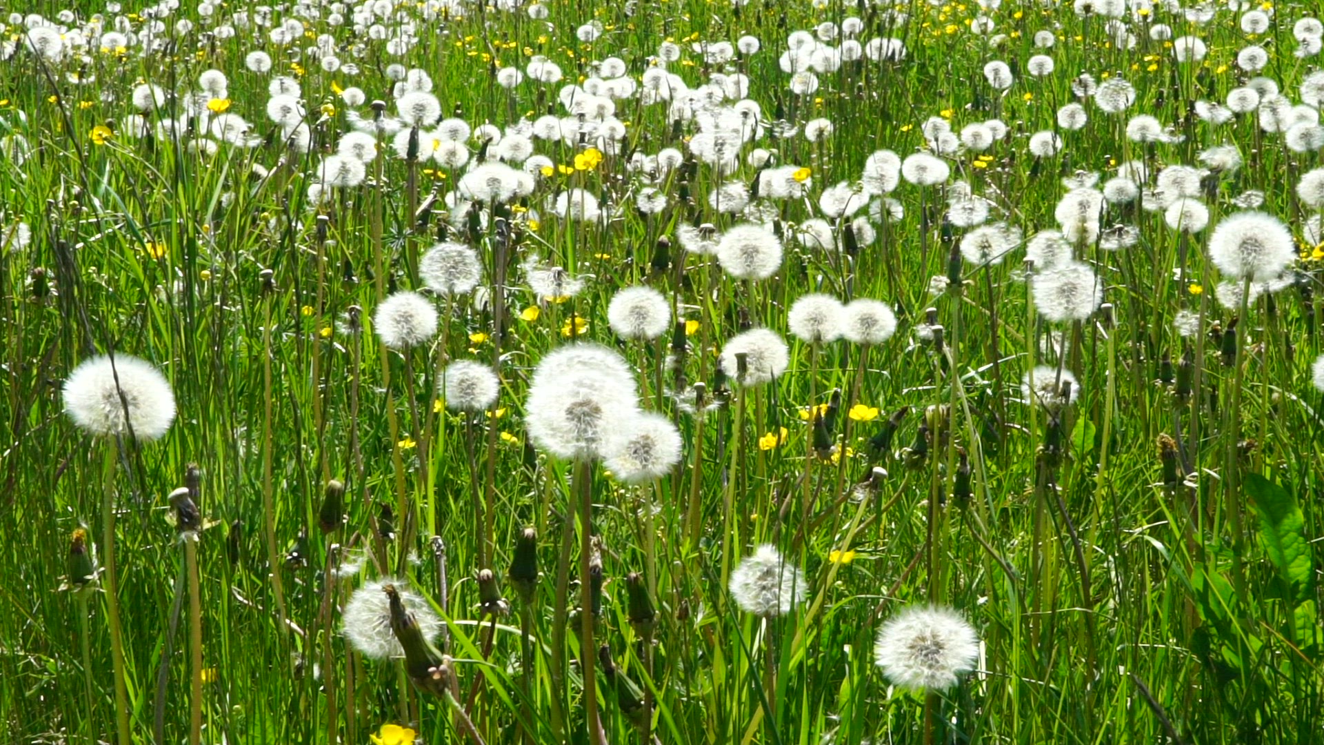 white dandelion flowers in field - springtime