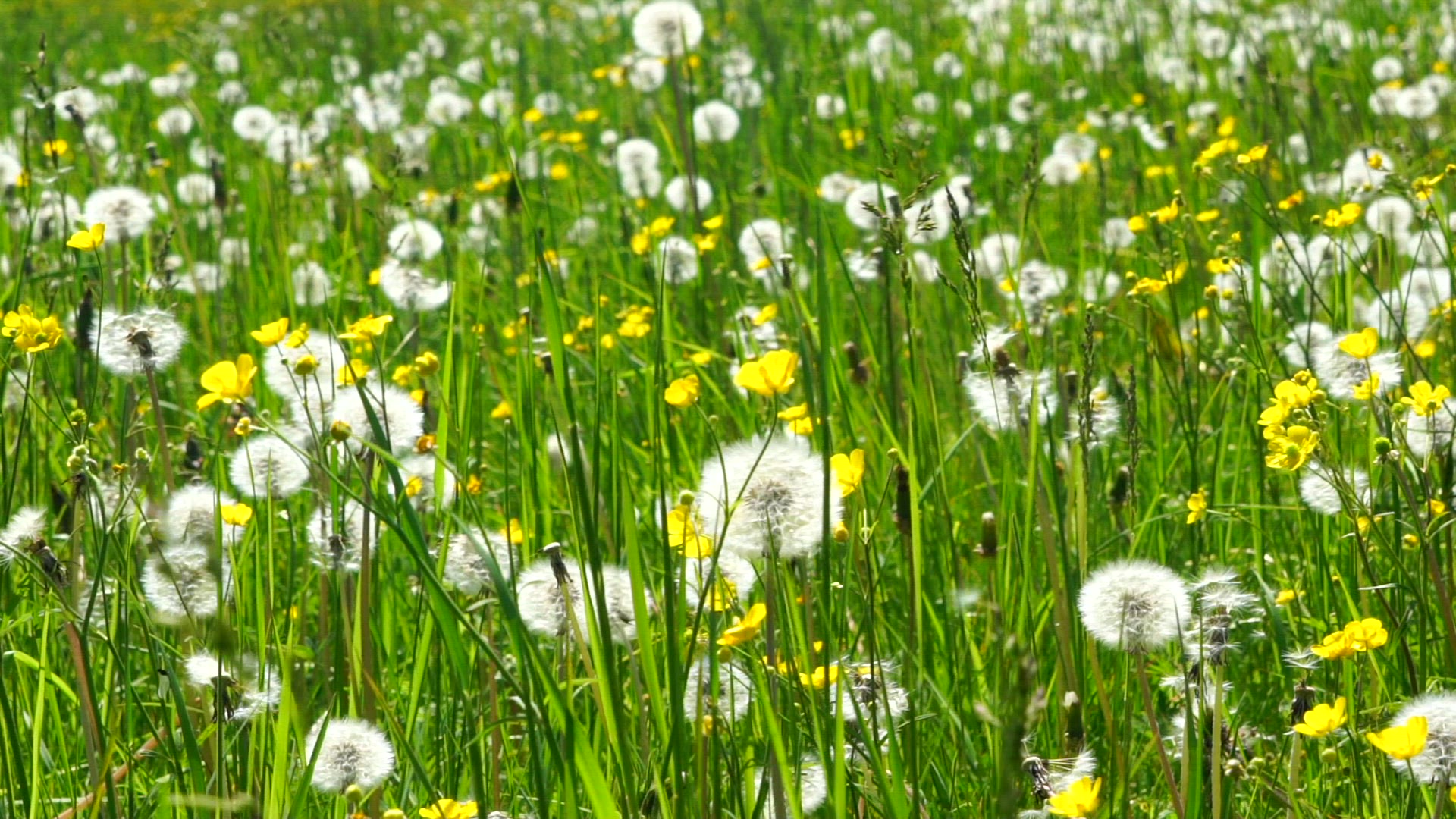 white dandelion flowers in field - springtime - slowmotion