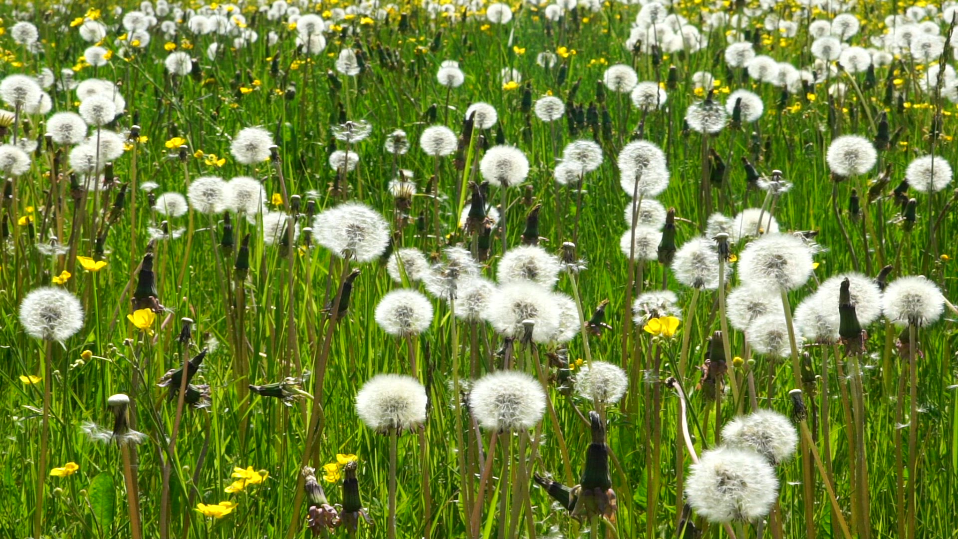 white dandelion flowers in field - springtime - slowmotion