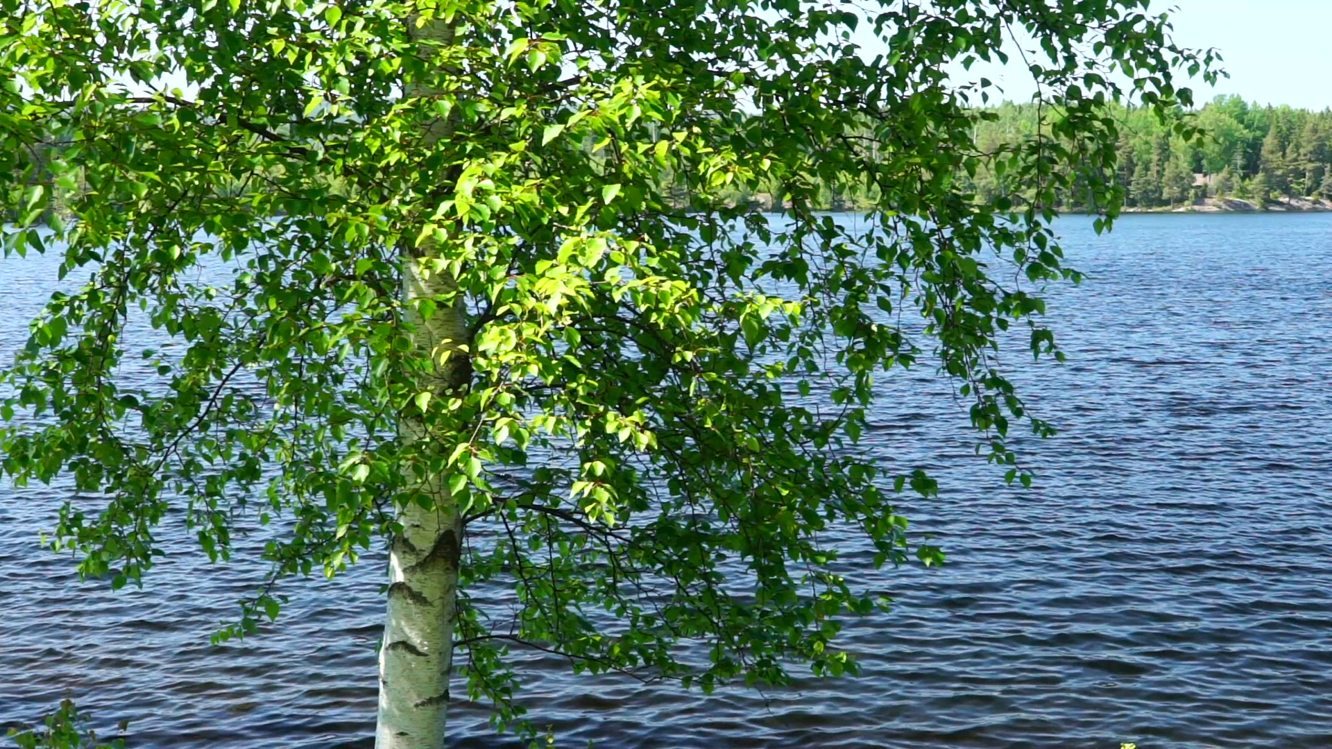 birch tree with leaves in green spring colours - lake in background - slow motion - pan - gimbal