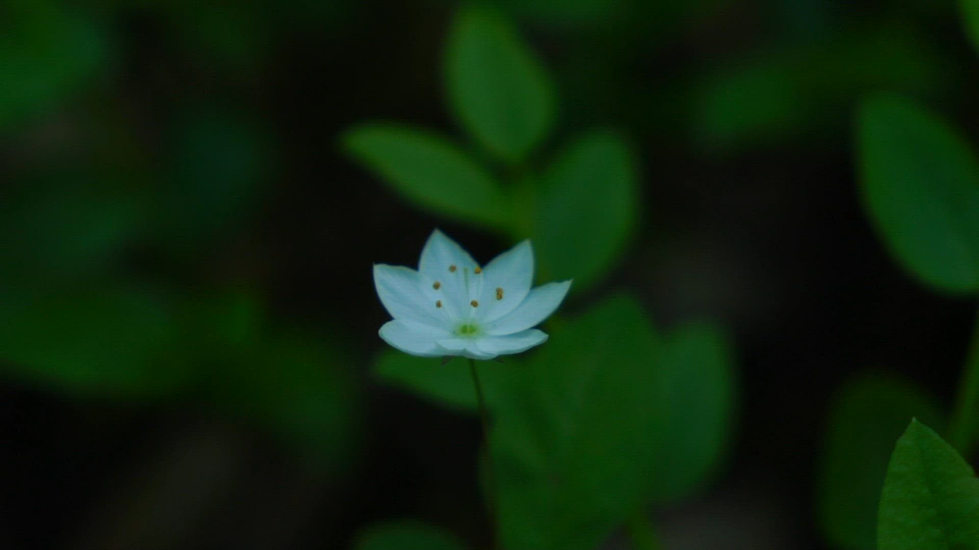 flower - skogsstjärna - skogsstierna