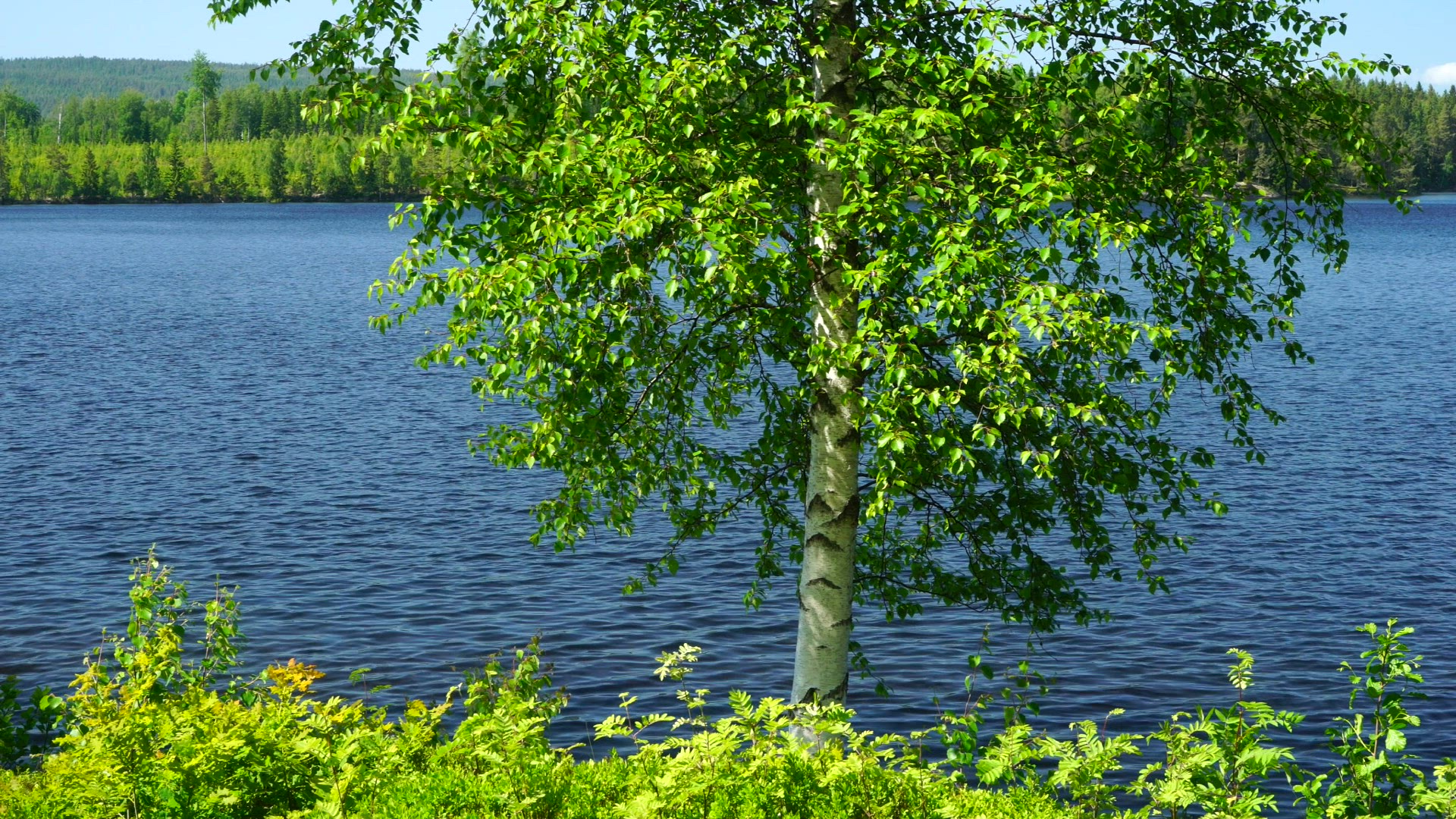 birch tree in spring colours - lake in background - blue water - slow motion shot