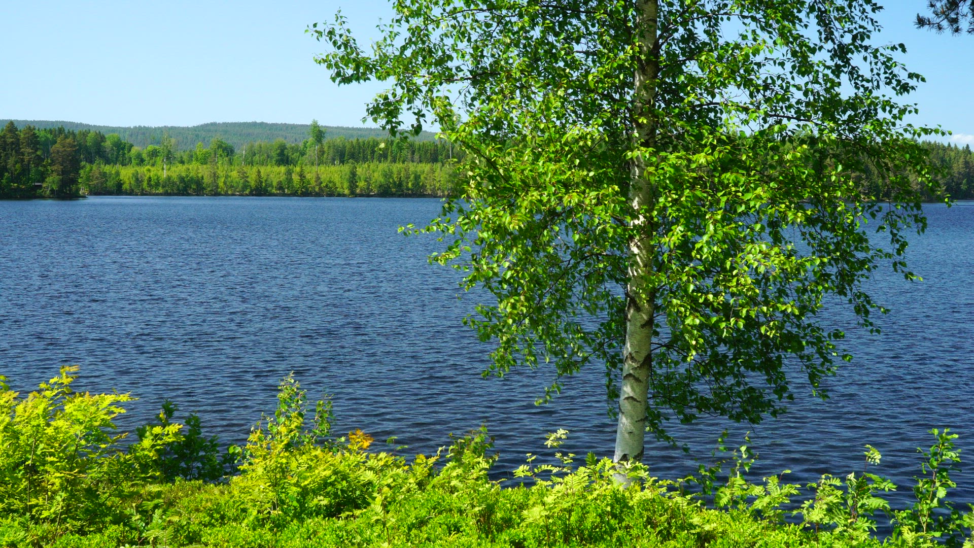 birch tree in wind - lake in background - blue water - ripples
