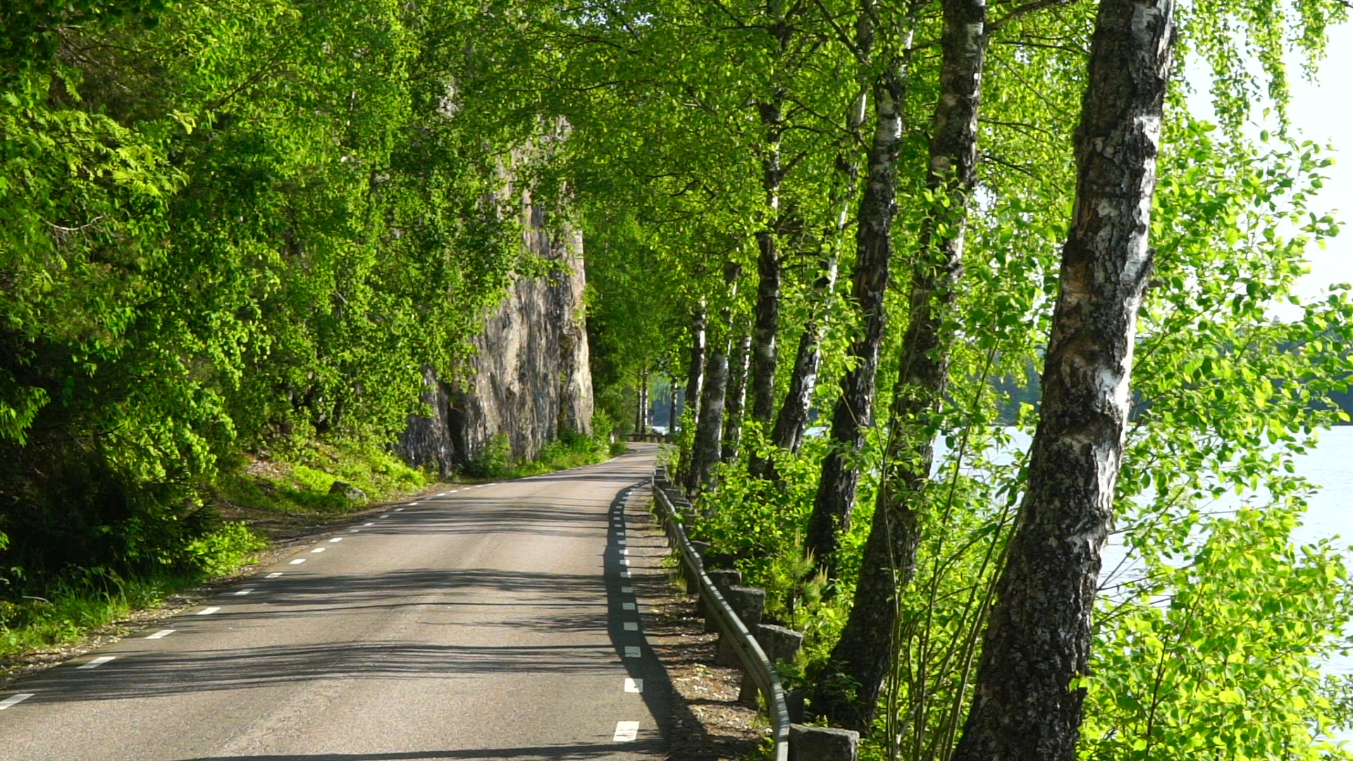 small country road - line of birch trees - slow motion small country road - line of birch trees - slow motion