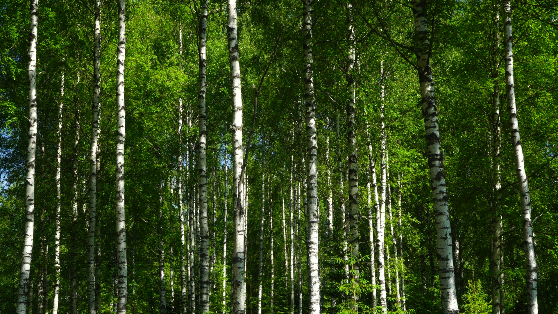 birch trees in spring colours - forest