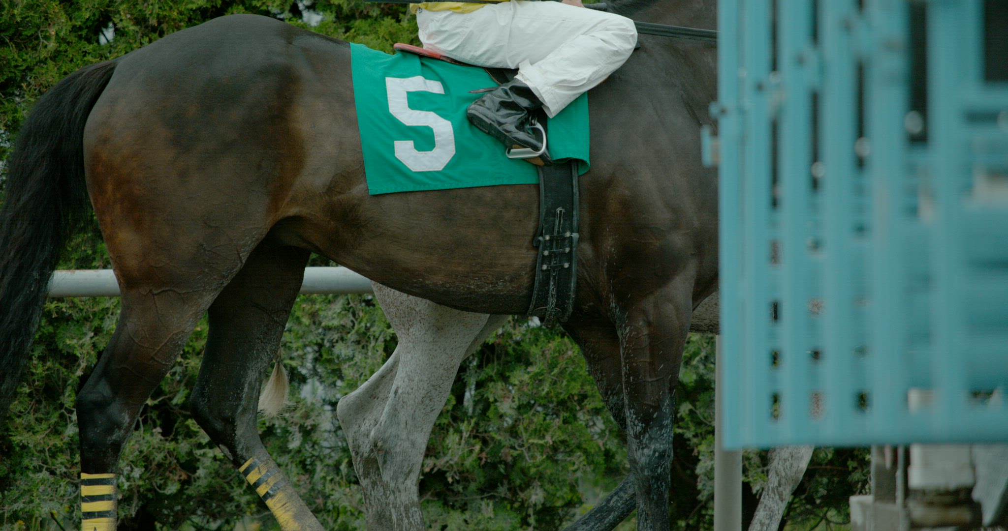 Horse Racing