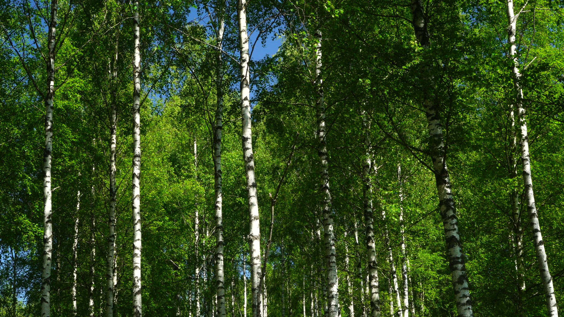 birch trees with green leaves in forest - wind in trees