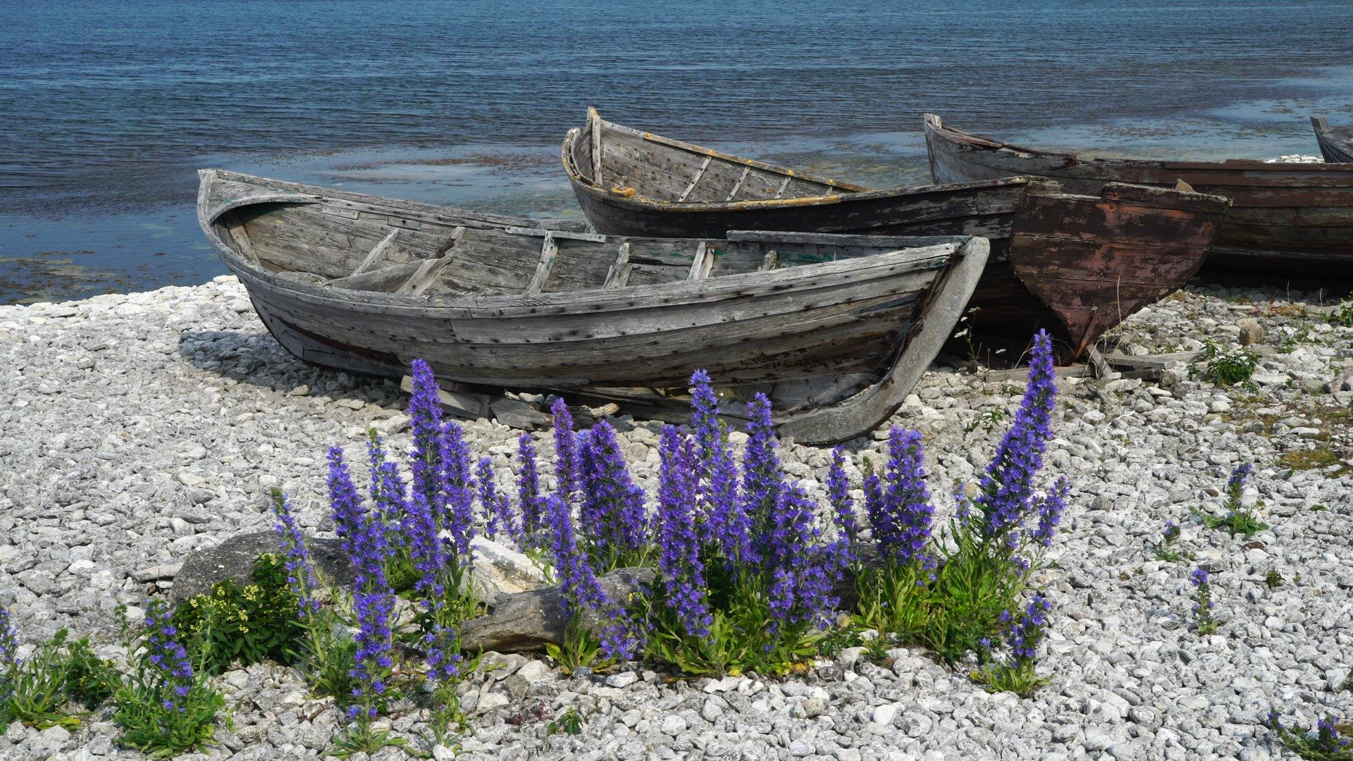 old boats at Helgumannen fishing village on Fårö, Gotland