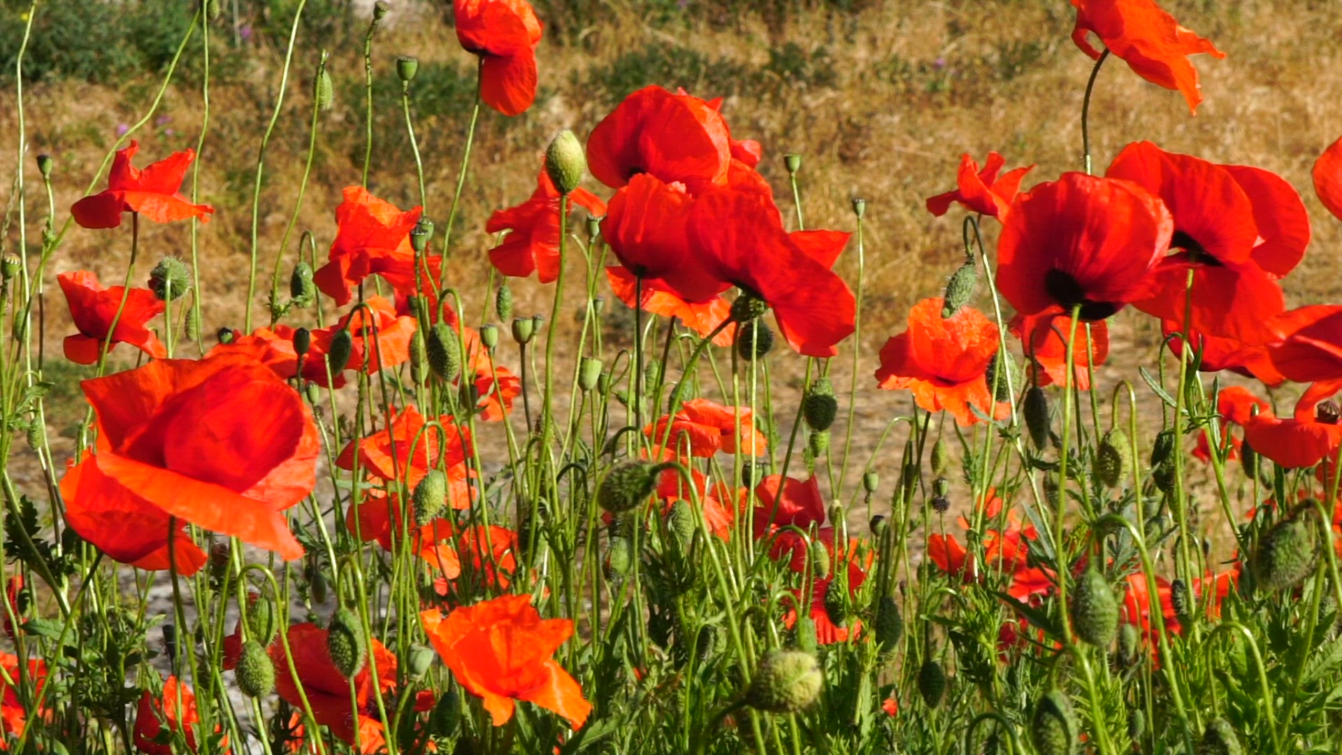 poppy flowers in bloom - blooming - Visby Gotland - slow motion shot