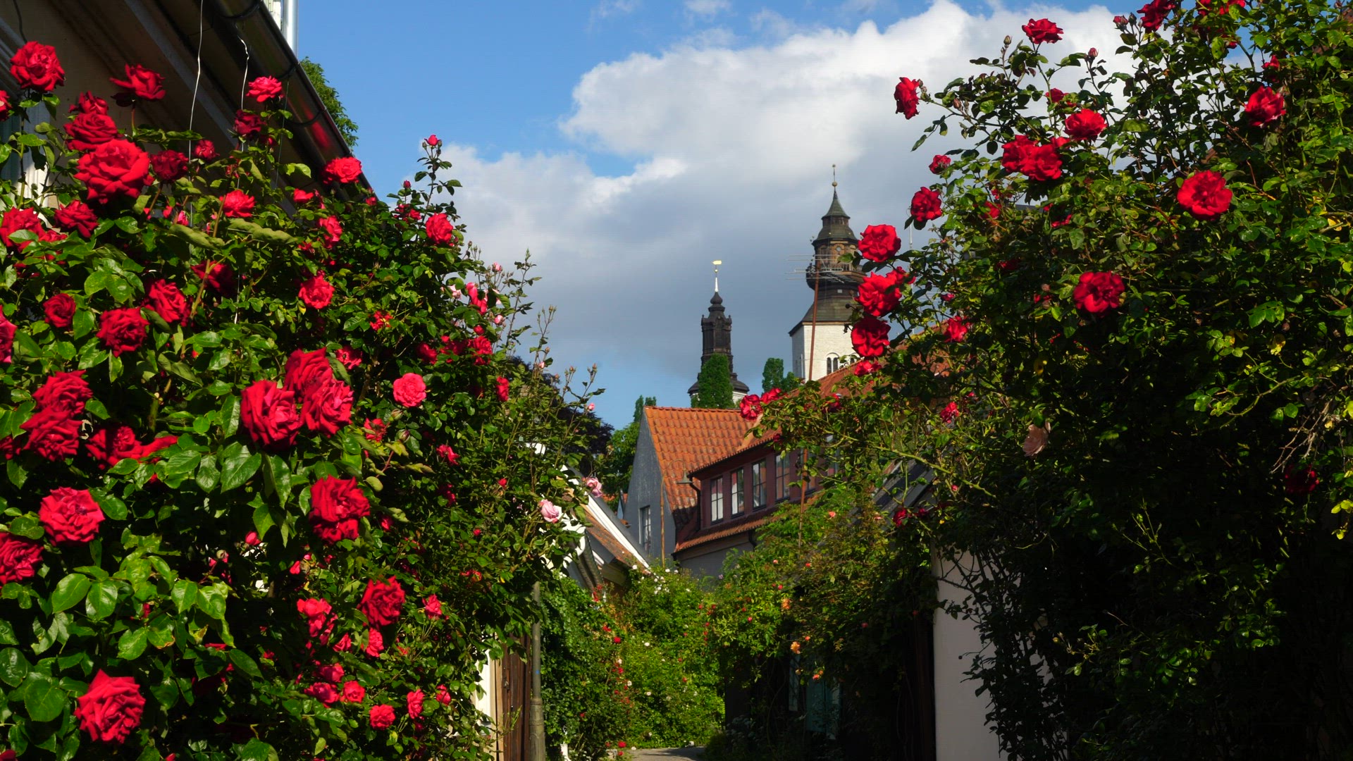 street in Visby, Gotland with many red roses - blooming - blossoming
