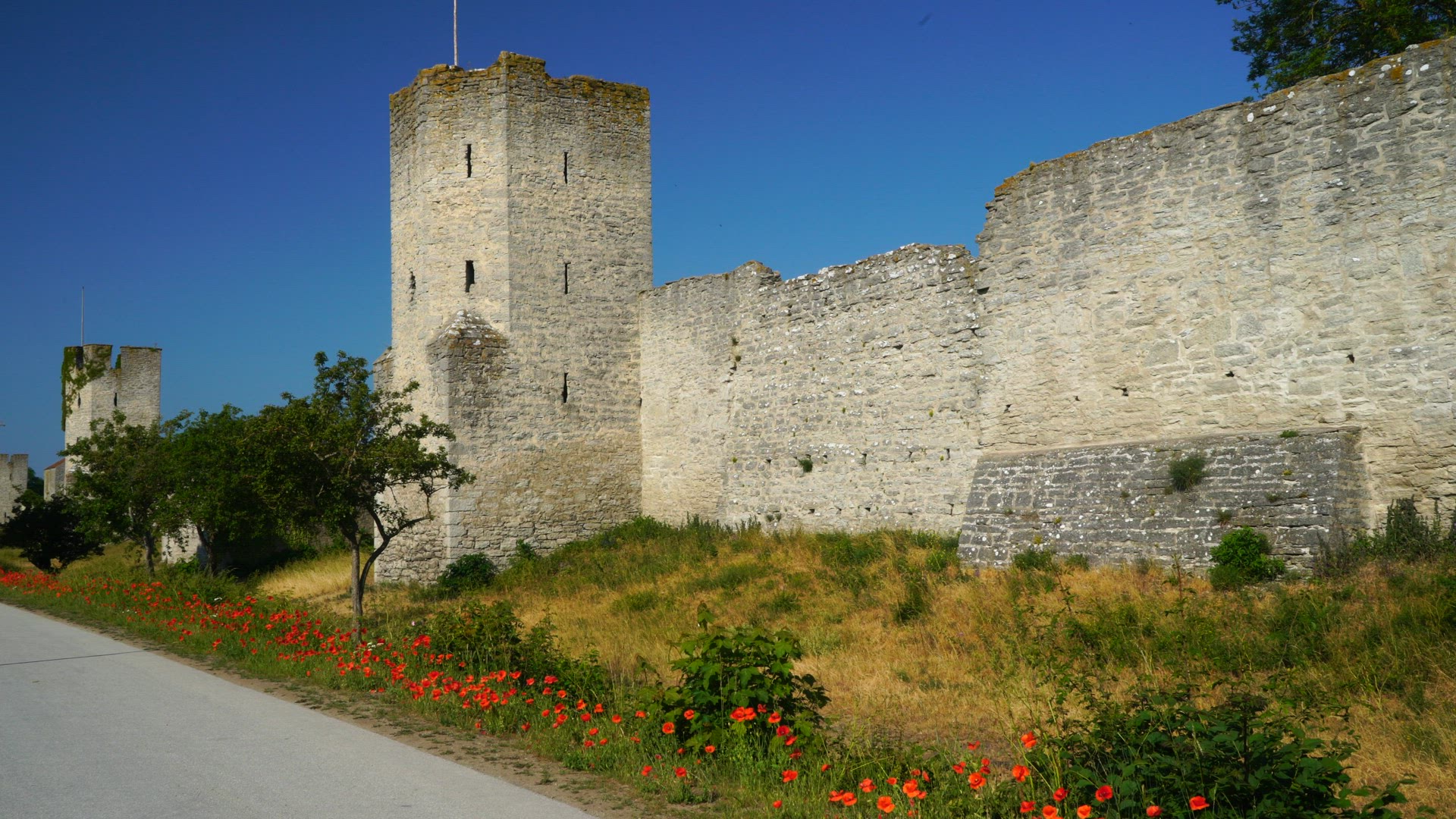 Visby city wall on Gotland - poppy flowers
