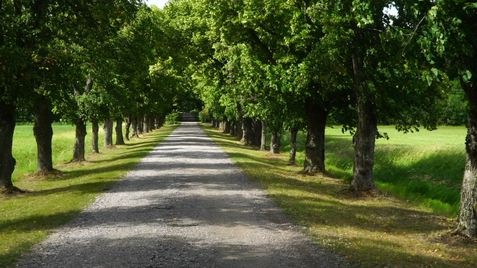 country road lined with trees - avenue - slowmotion shot