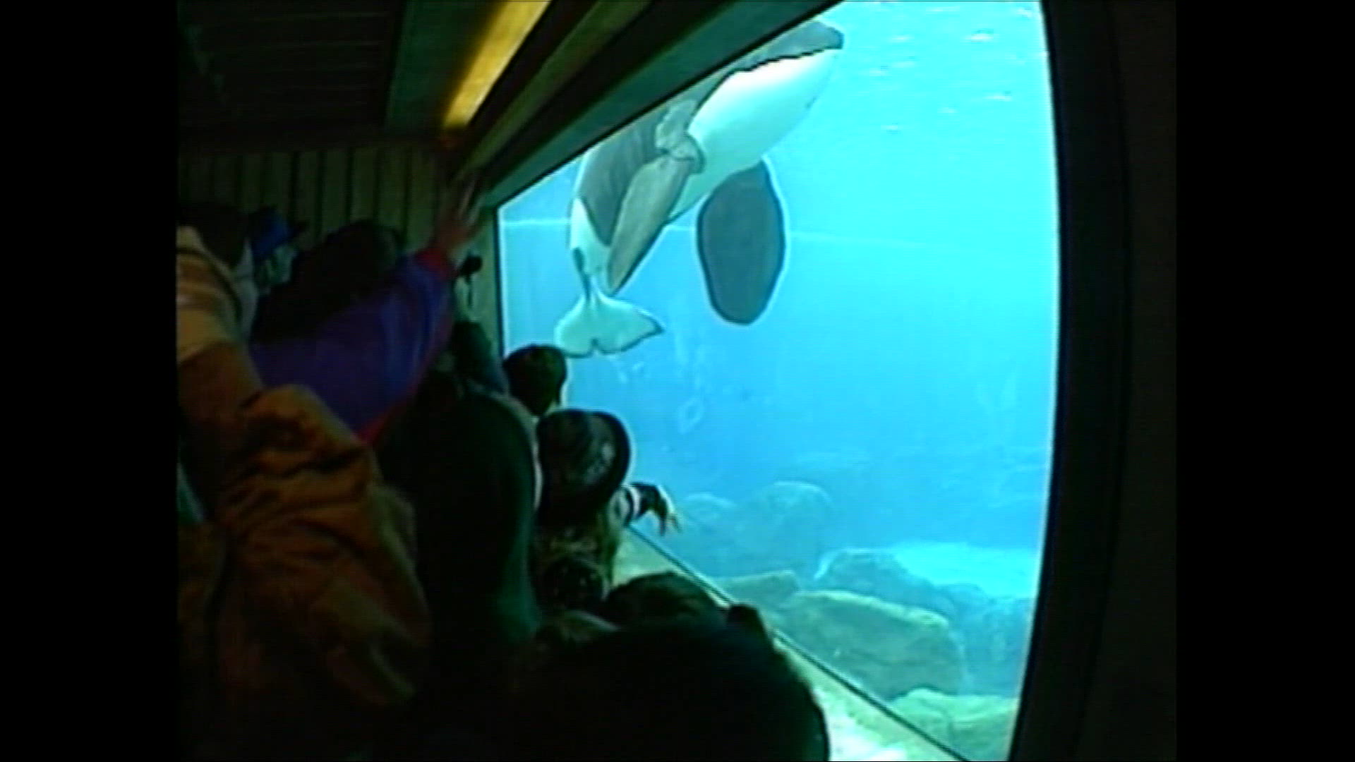 KEIKO THE ORCA WHALE FED BY TRAINER
