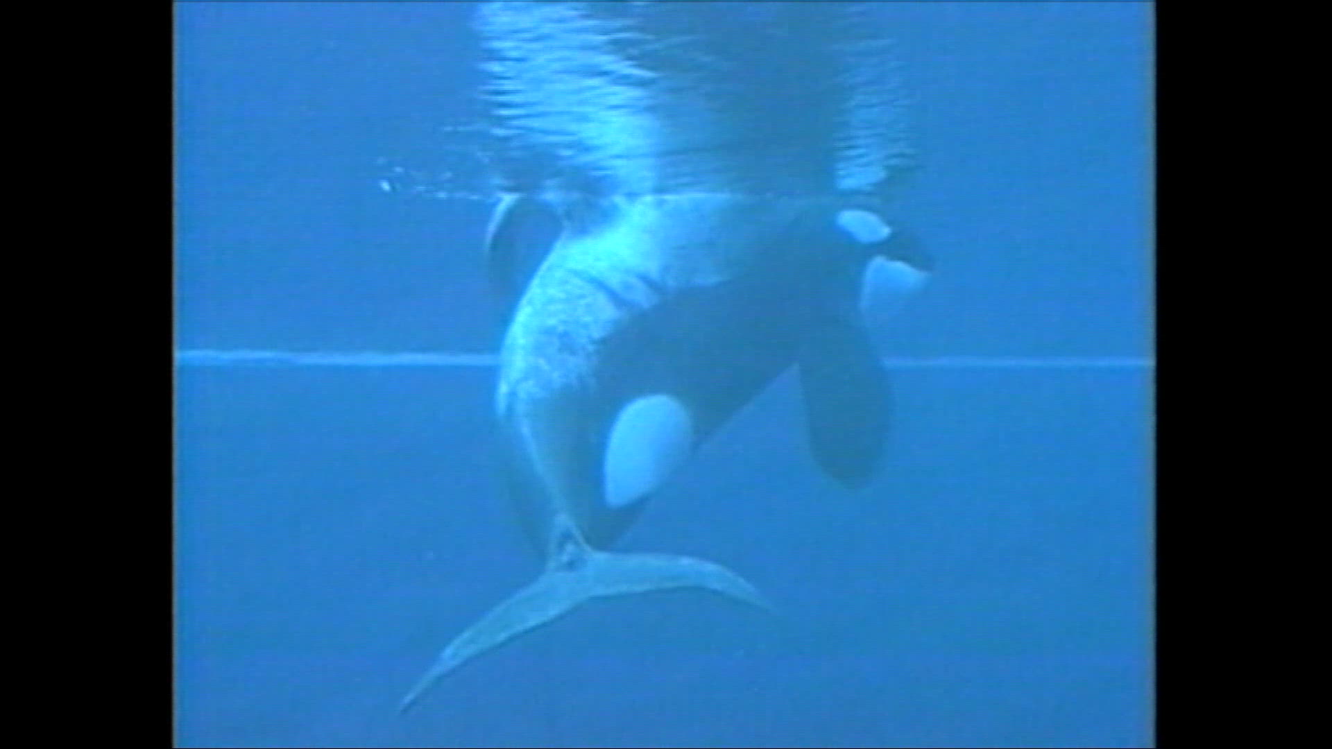 01071996 KEIKO TRAINERS AND VIDEO