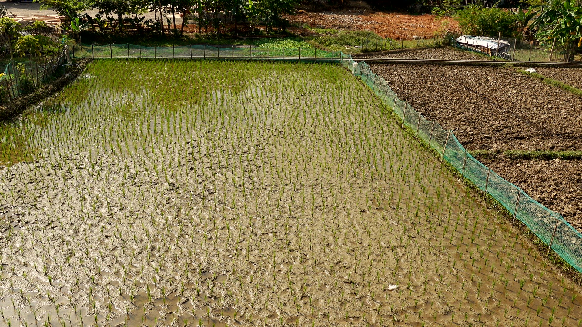 Rice paddies in rural Vietnam