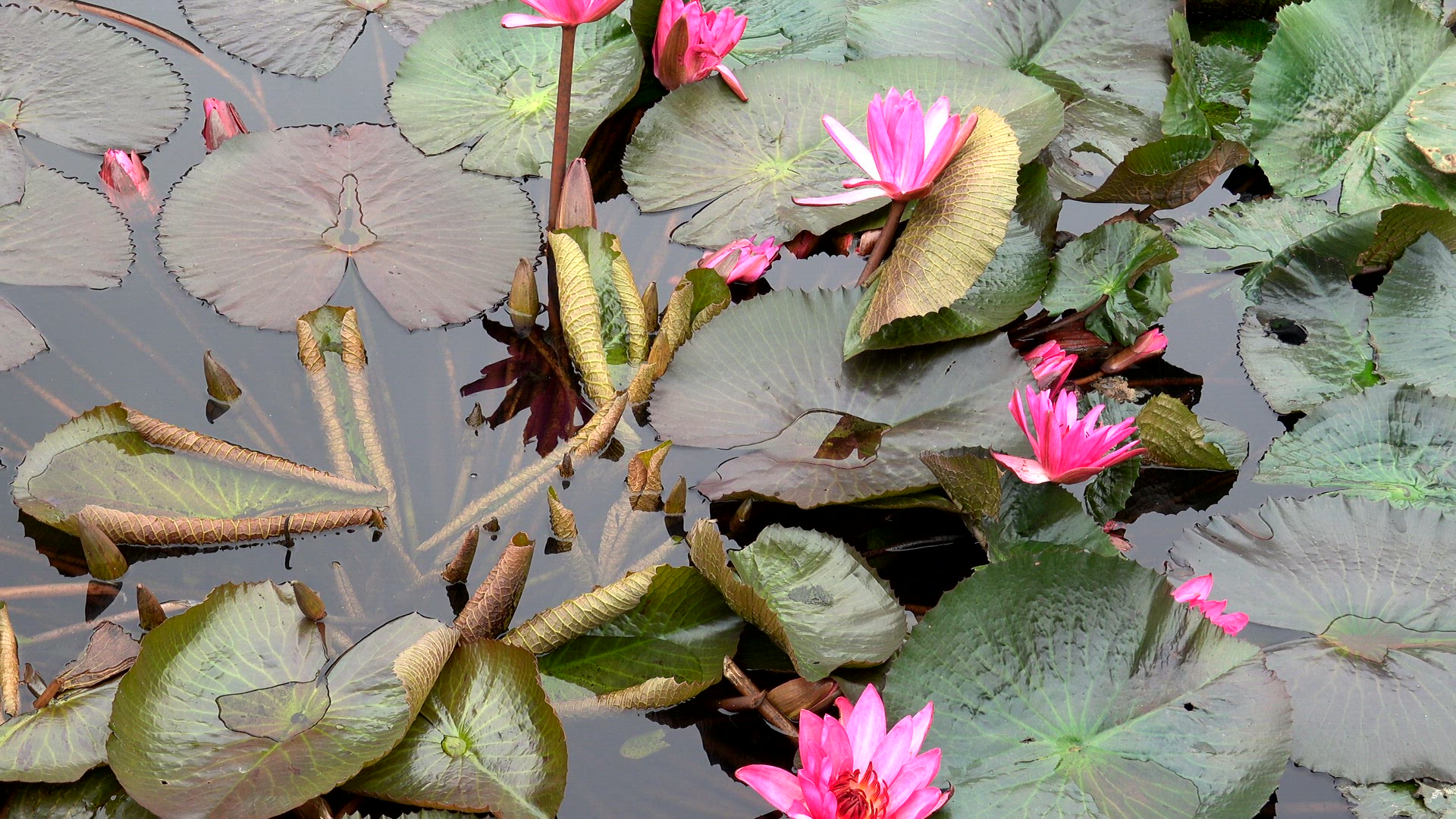 Water lilies in a pond