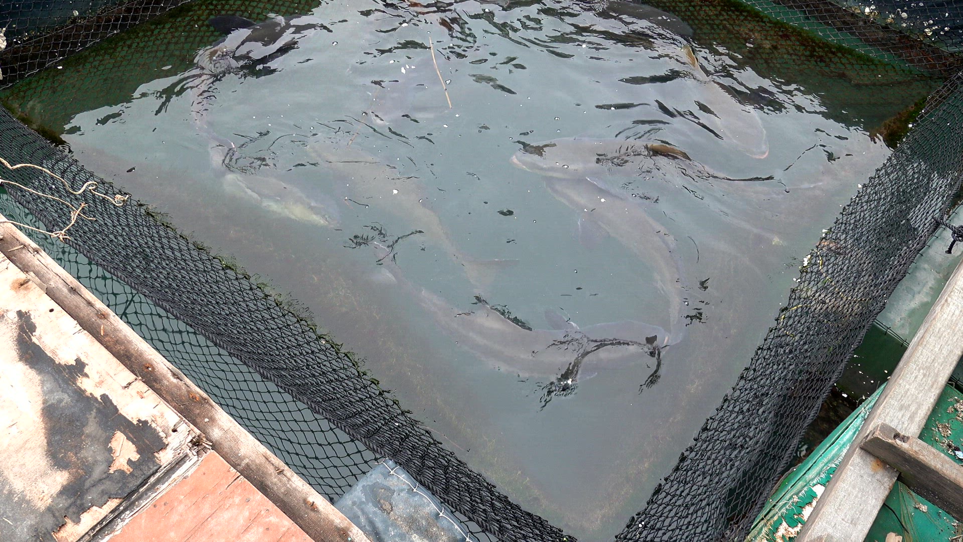 Large fish in a net in Ha Long bay