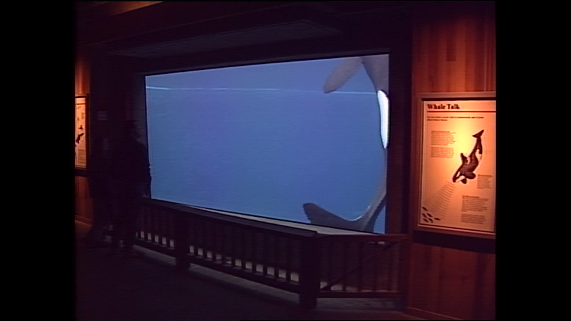 Speculation mounts as to the health of captive male Orca Keiko