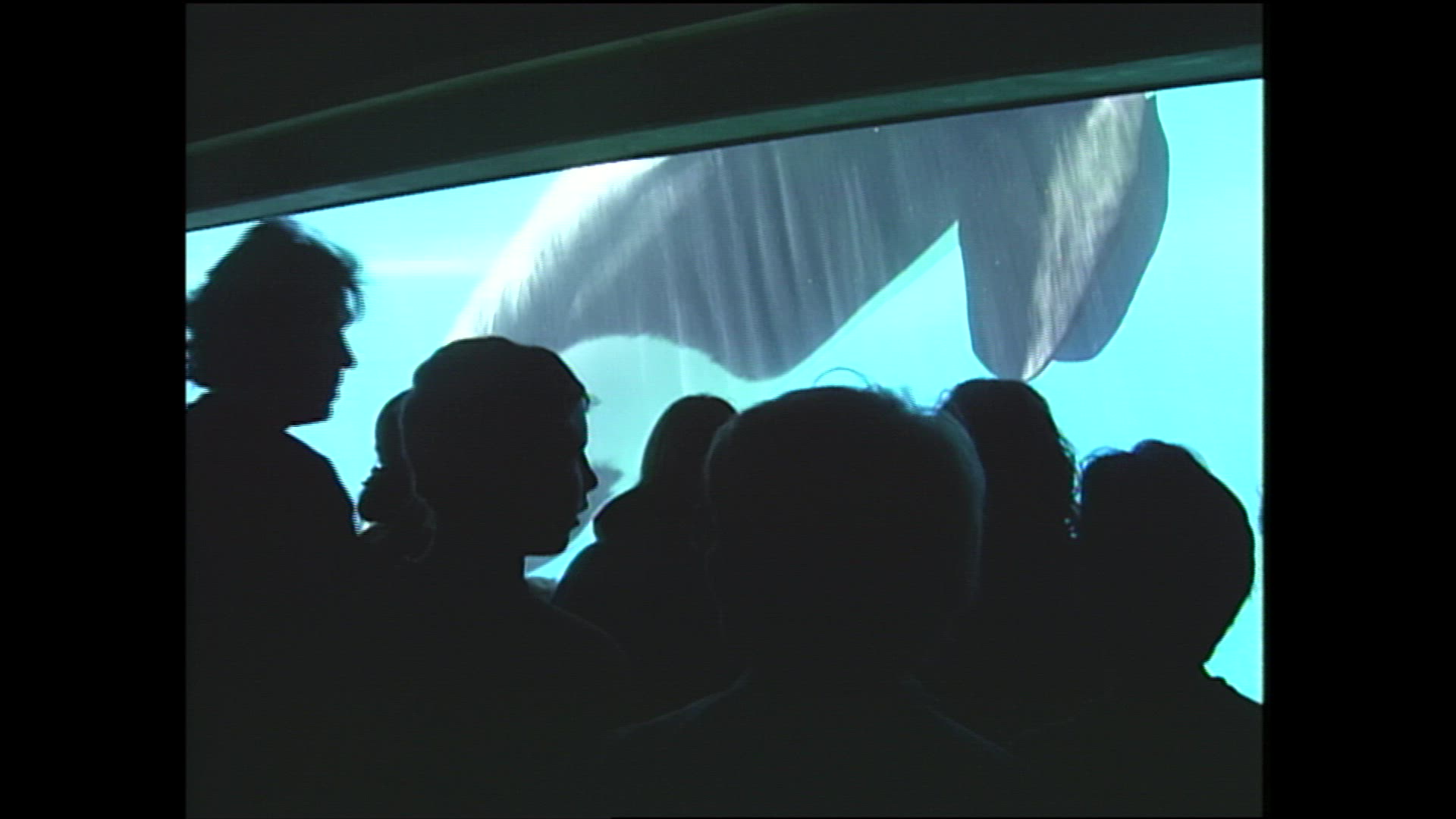 Keiko the male Orca is weighed to assess his health